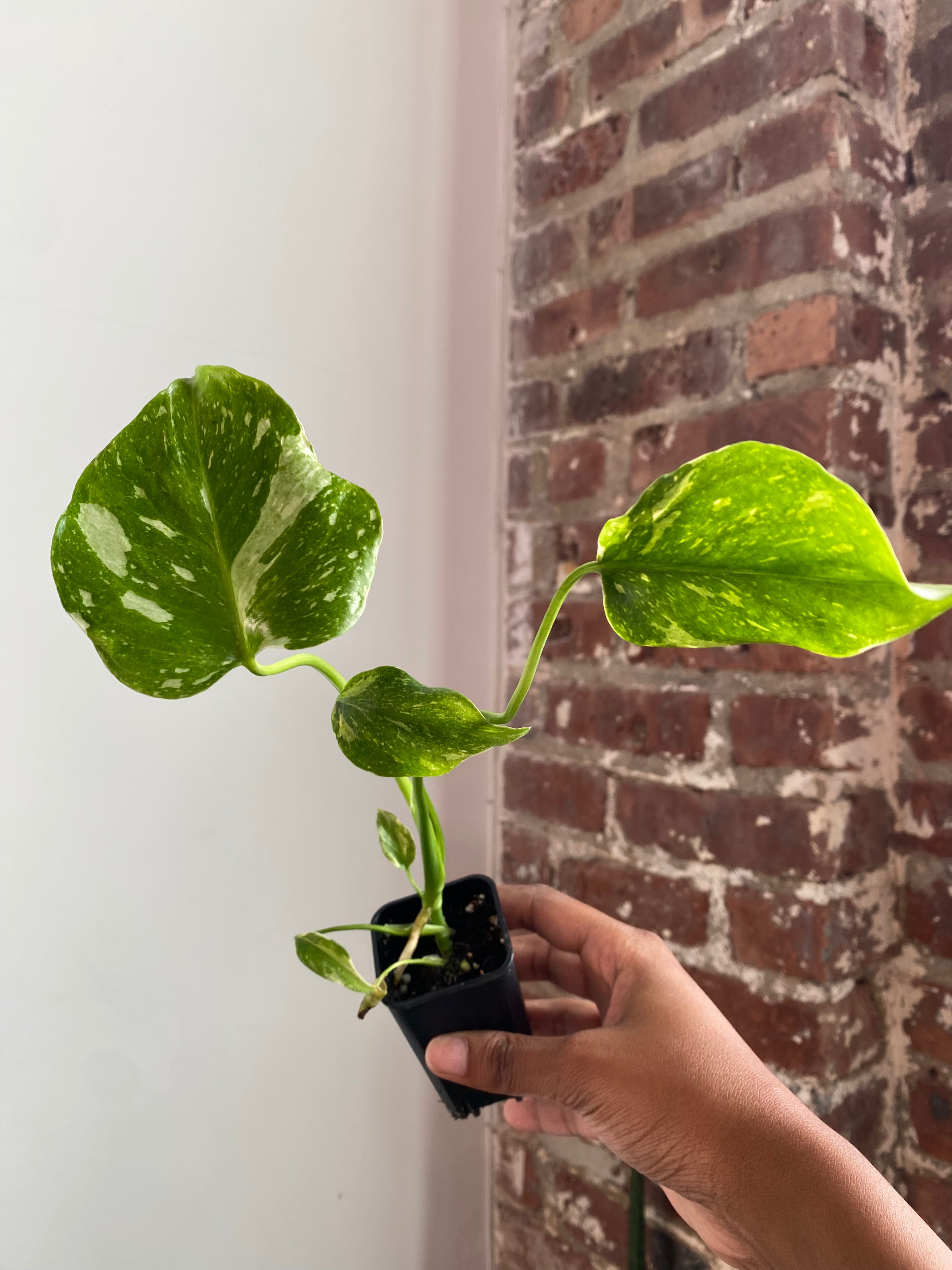 Monstera Electrolyte (Potted) 3346