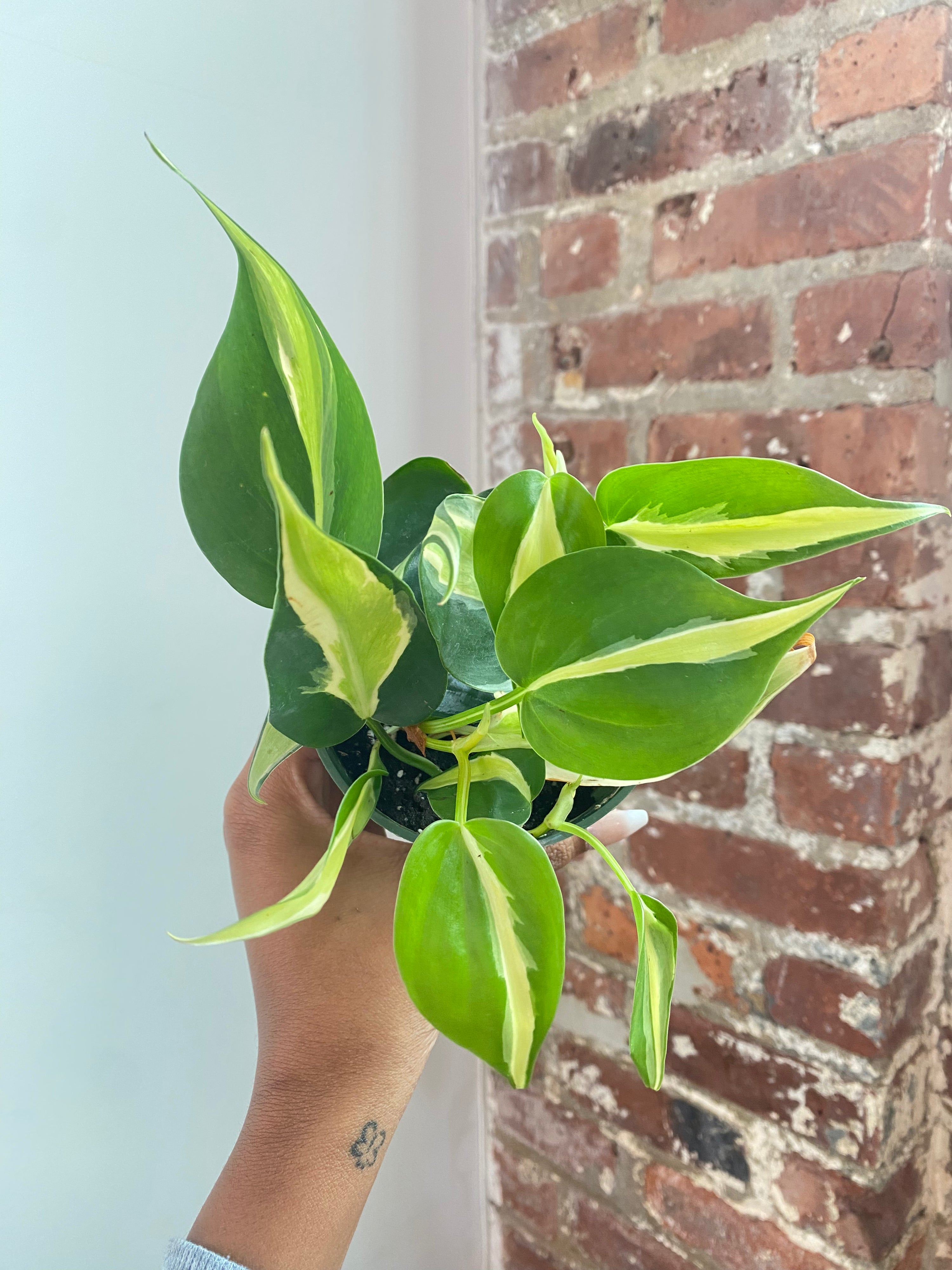 Philodendron Silver Stripe 4” Potted (Growers Choice)