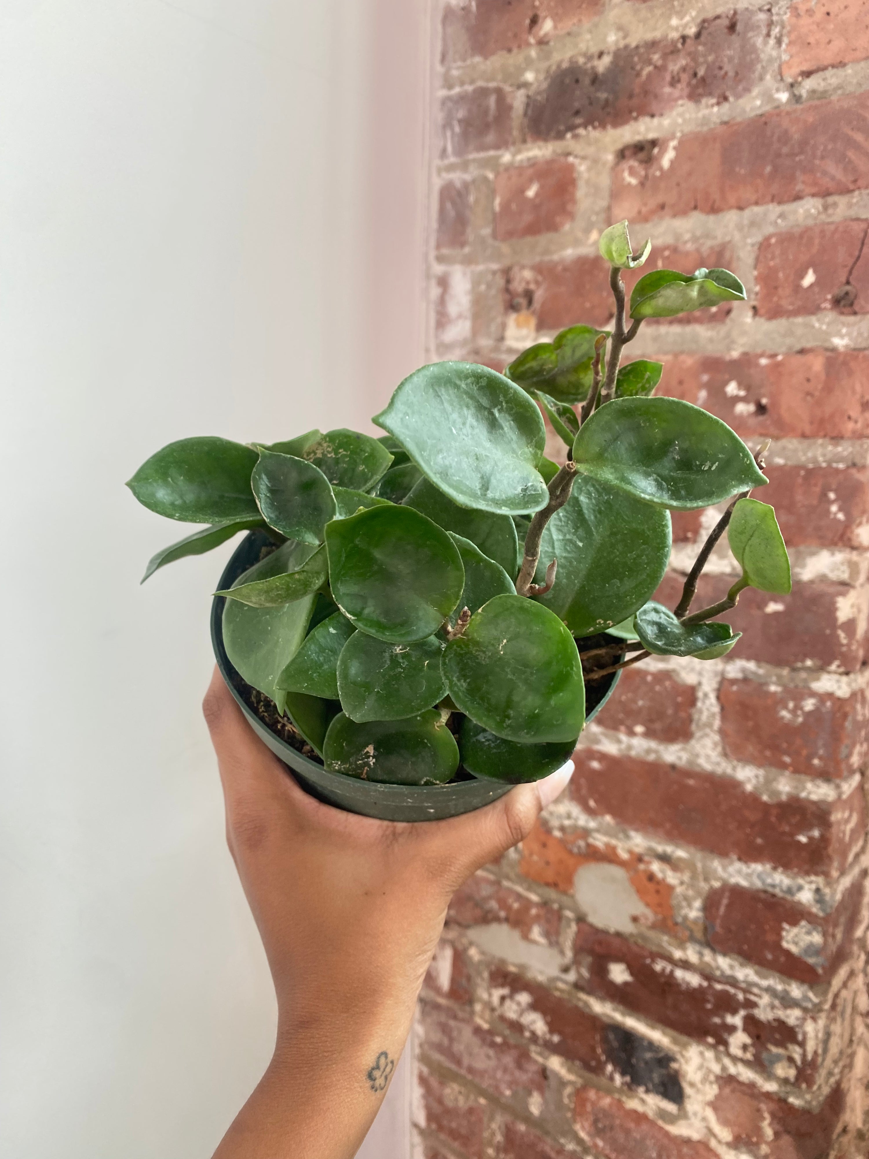 Hoya Chelsea 6” Potted (Growers Choice)