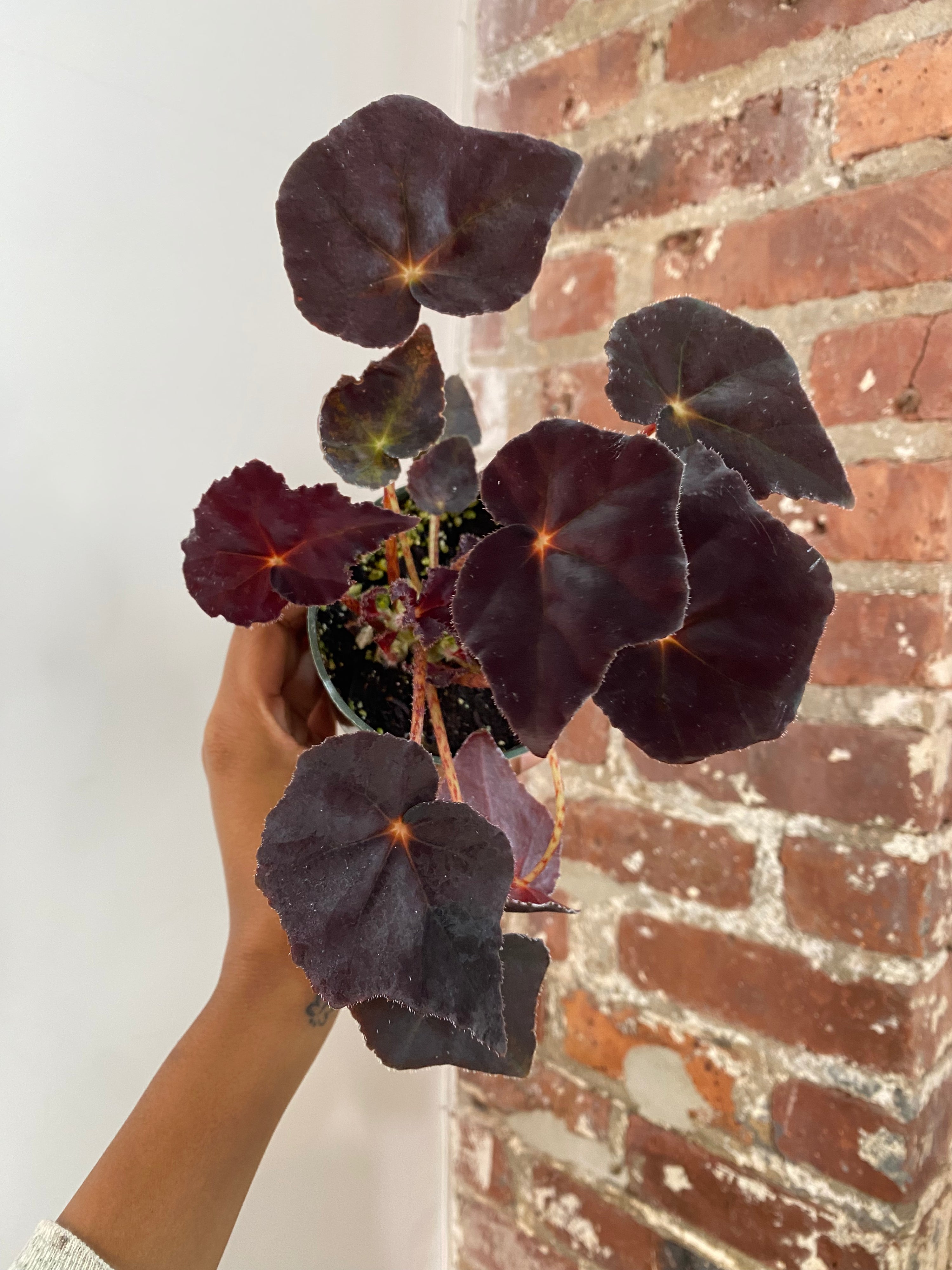 Begonia Rex ‘Noir’ 4in Potted (Grower&