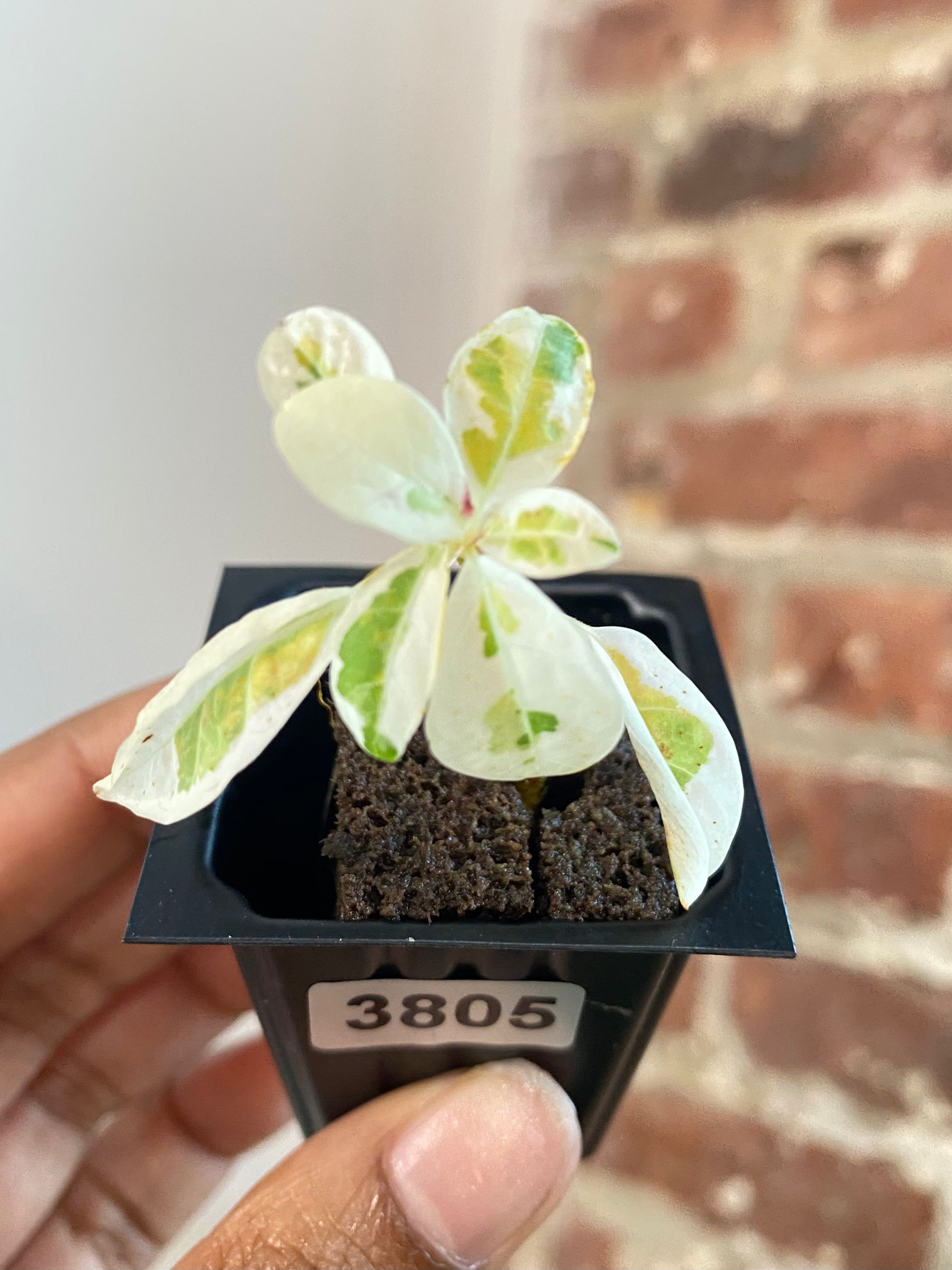 Ficus Lyrata Var. Fiddle Leaf Fig 3805
