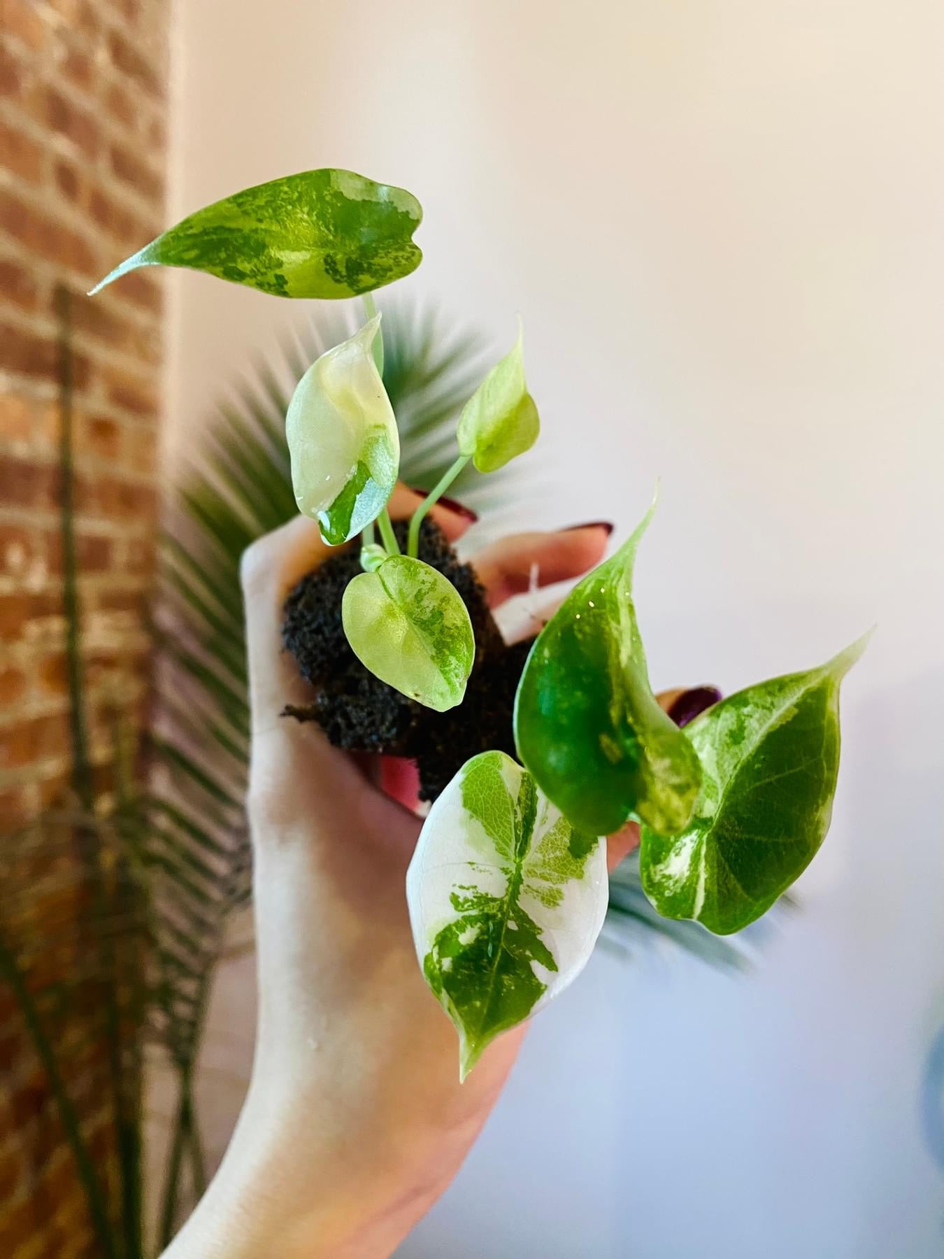 Alocasia Dragonscale Variegated (Grower&