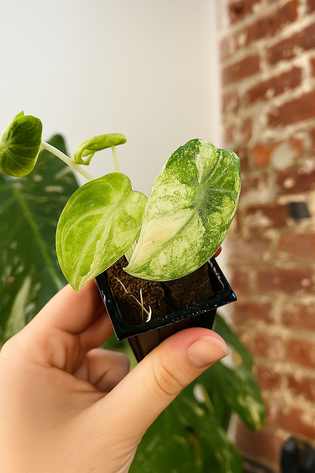 Alocasia Ninja Tricolor Variegated Potted (Grower&