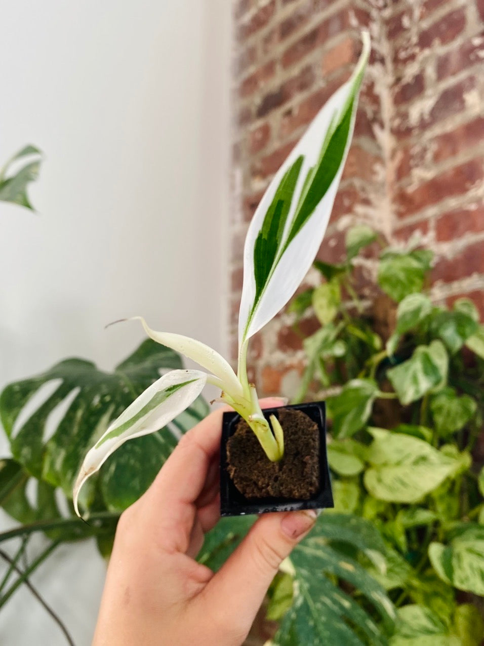 Musa Florida Variegated Banana Tree Grower&