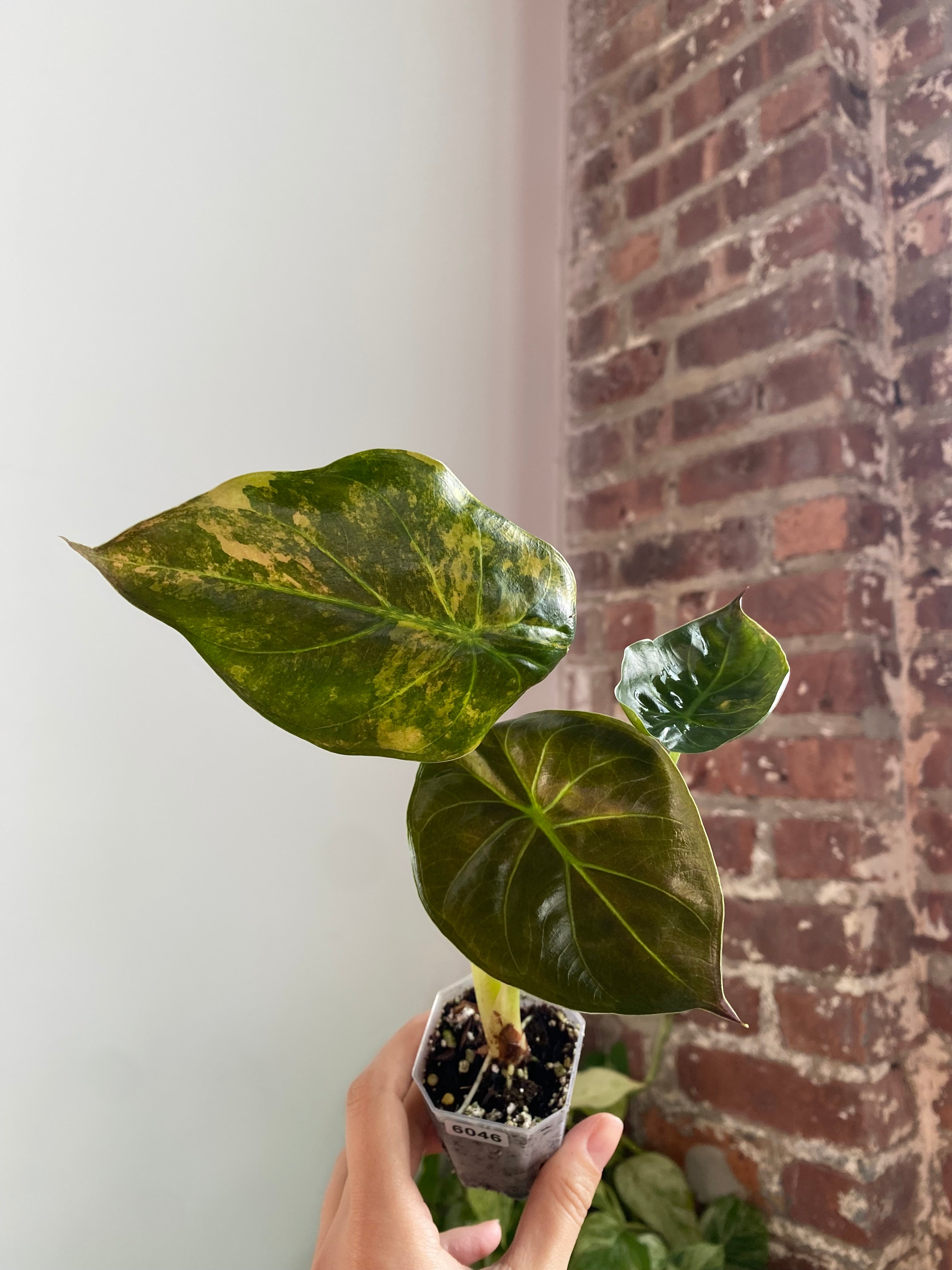 2" Potted Alocasia Wentii Aurea 6046