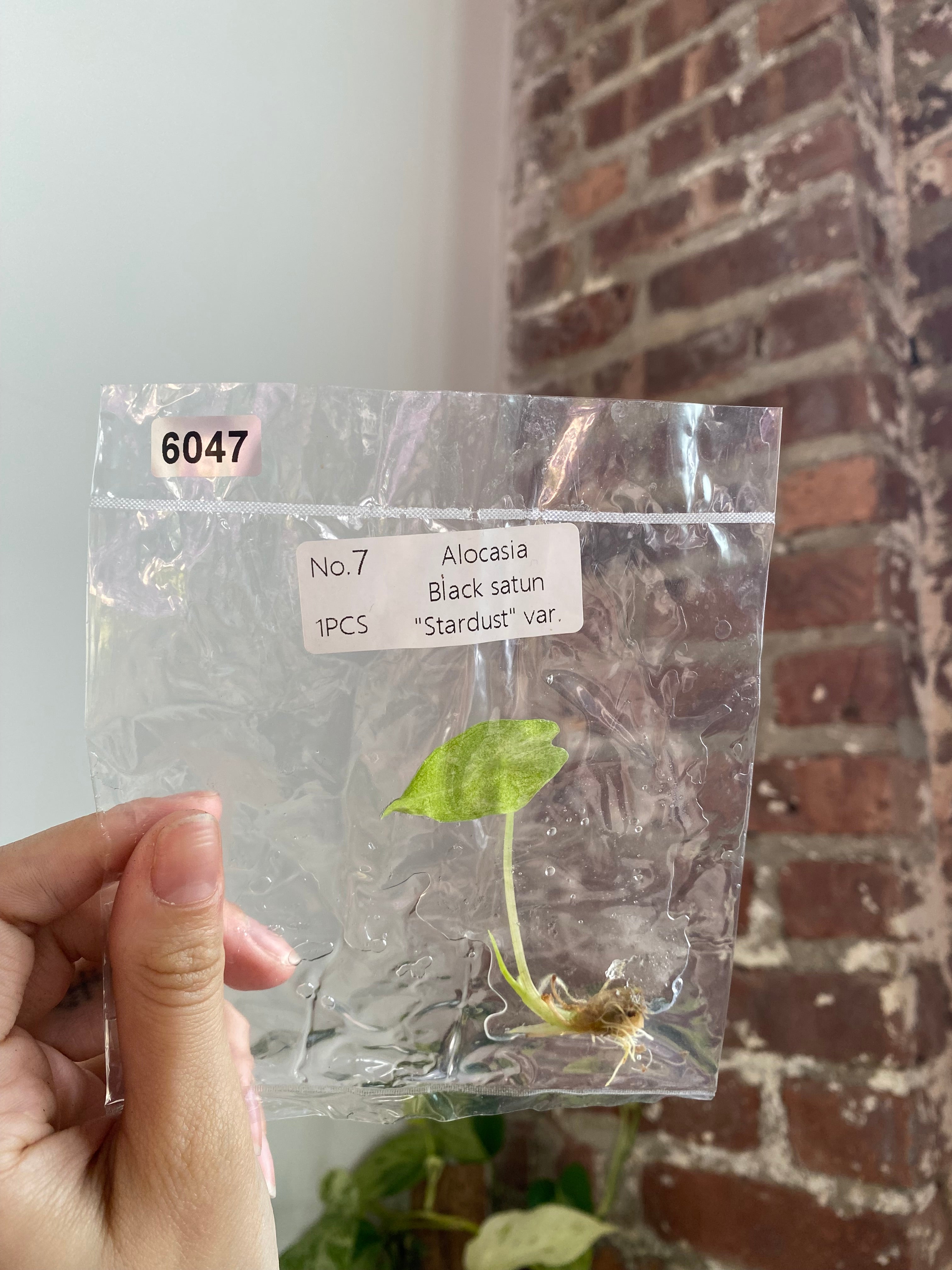 Alocasia Black Satun "Stardust" TC 6047