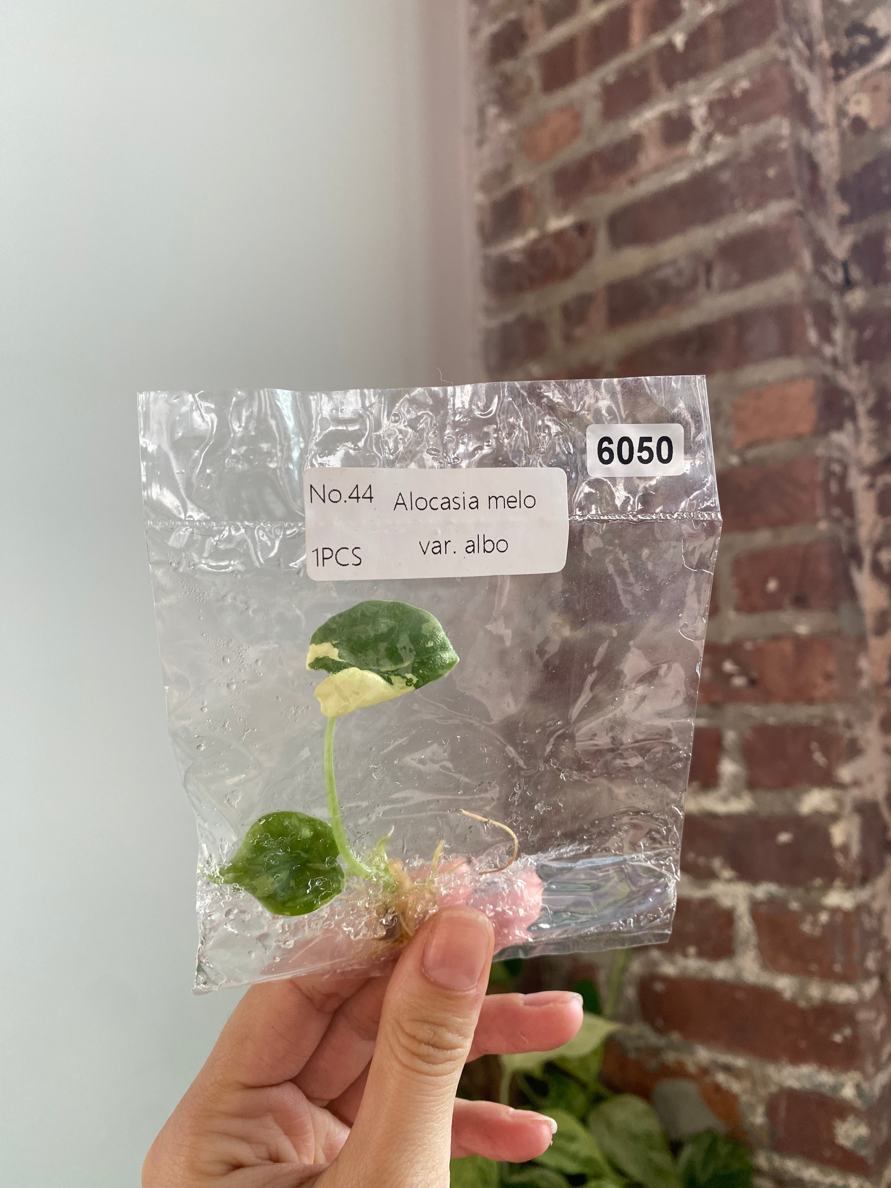 Alocasia Melo Albo TC 6050