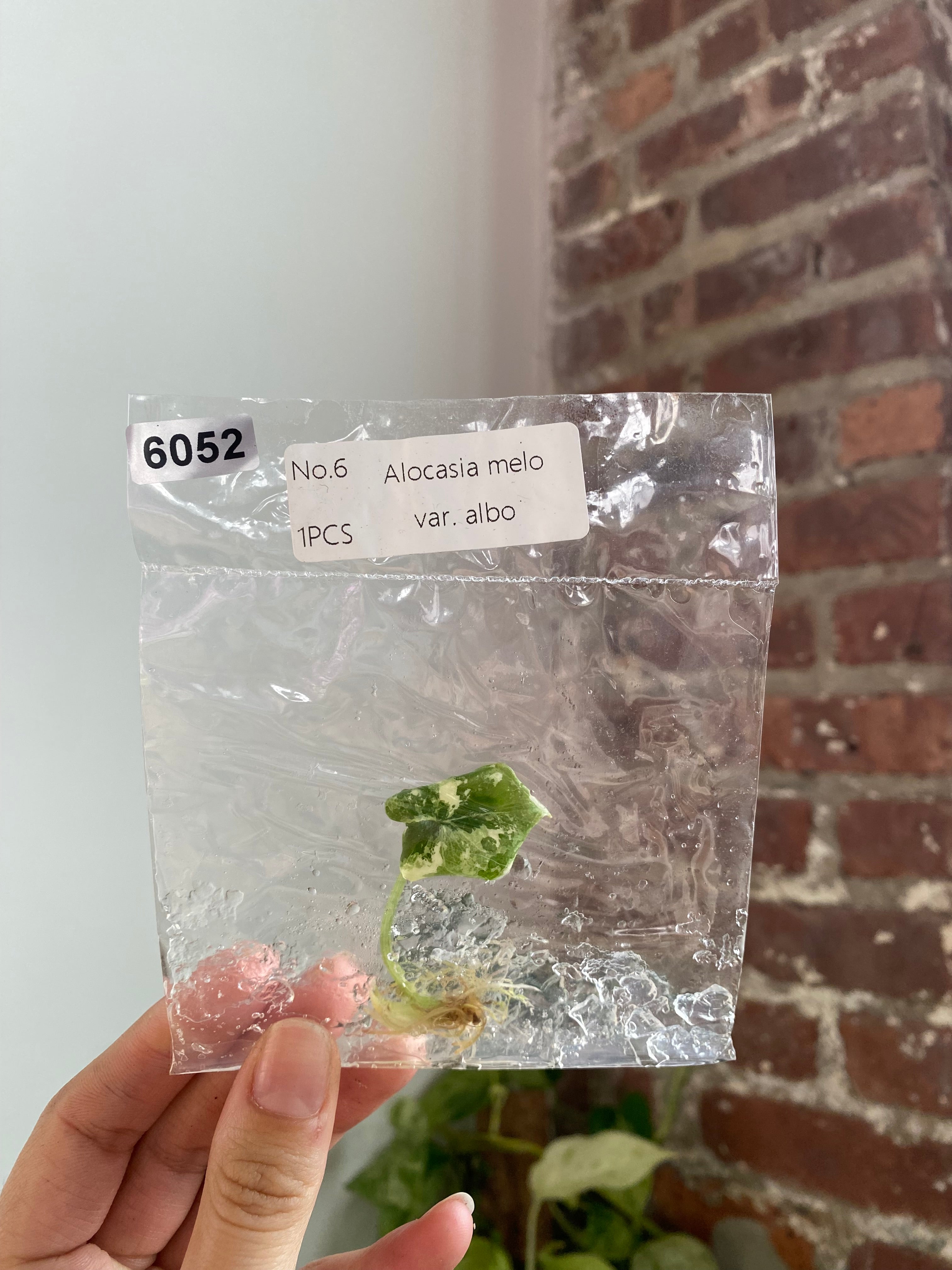 Alocasia Melo Albo TC 6052
