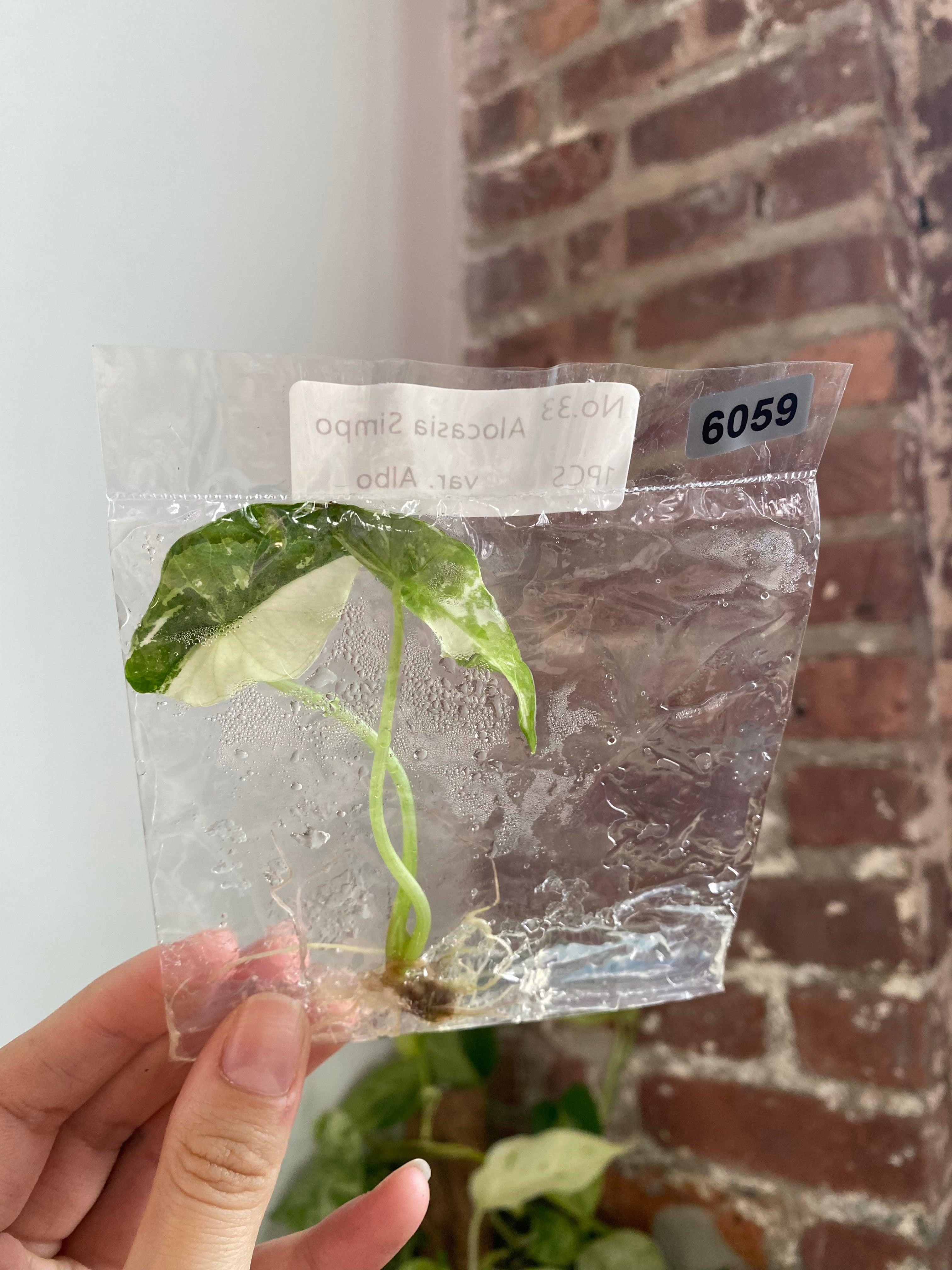 Alocasia Simpo Albo TC 6059