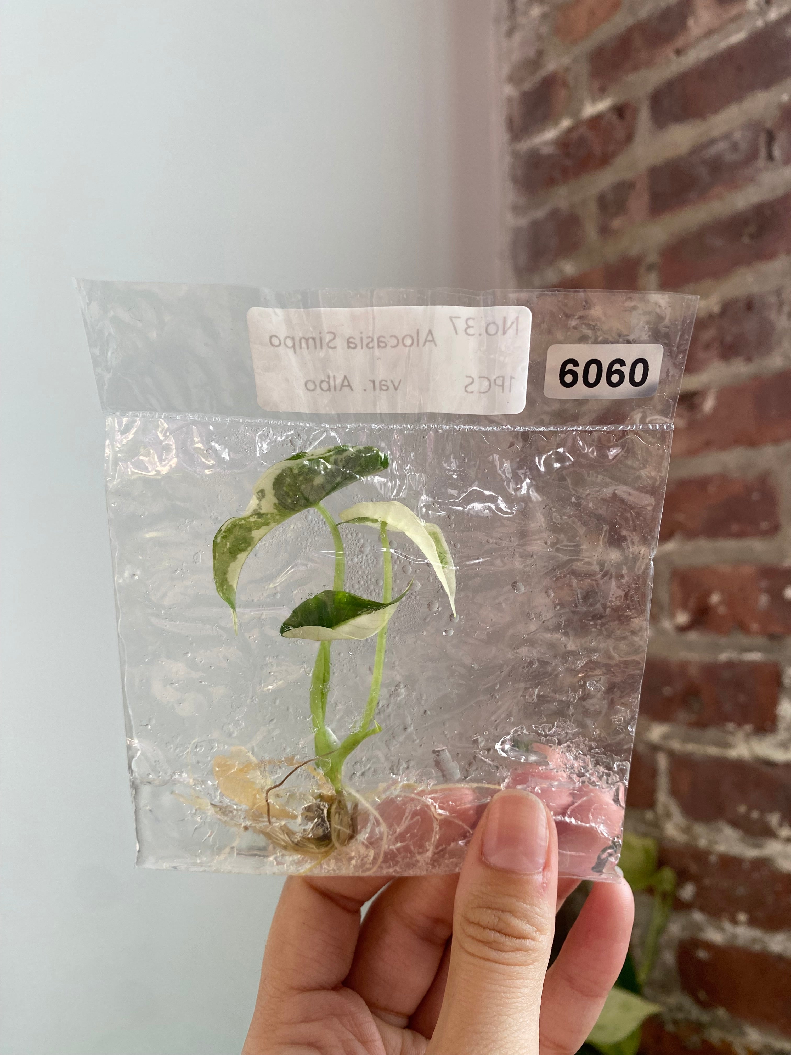 Alocasia Simpo Albo TC 6060