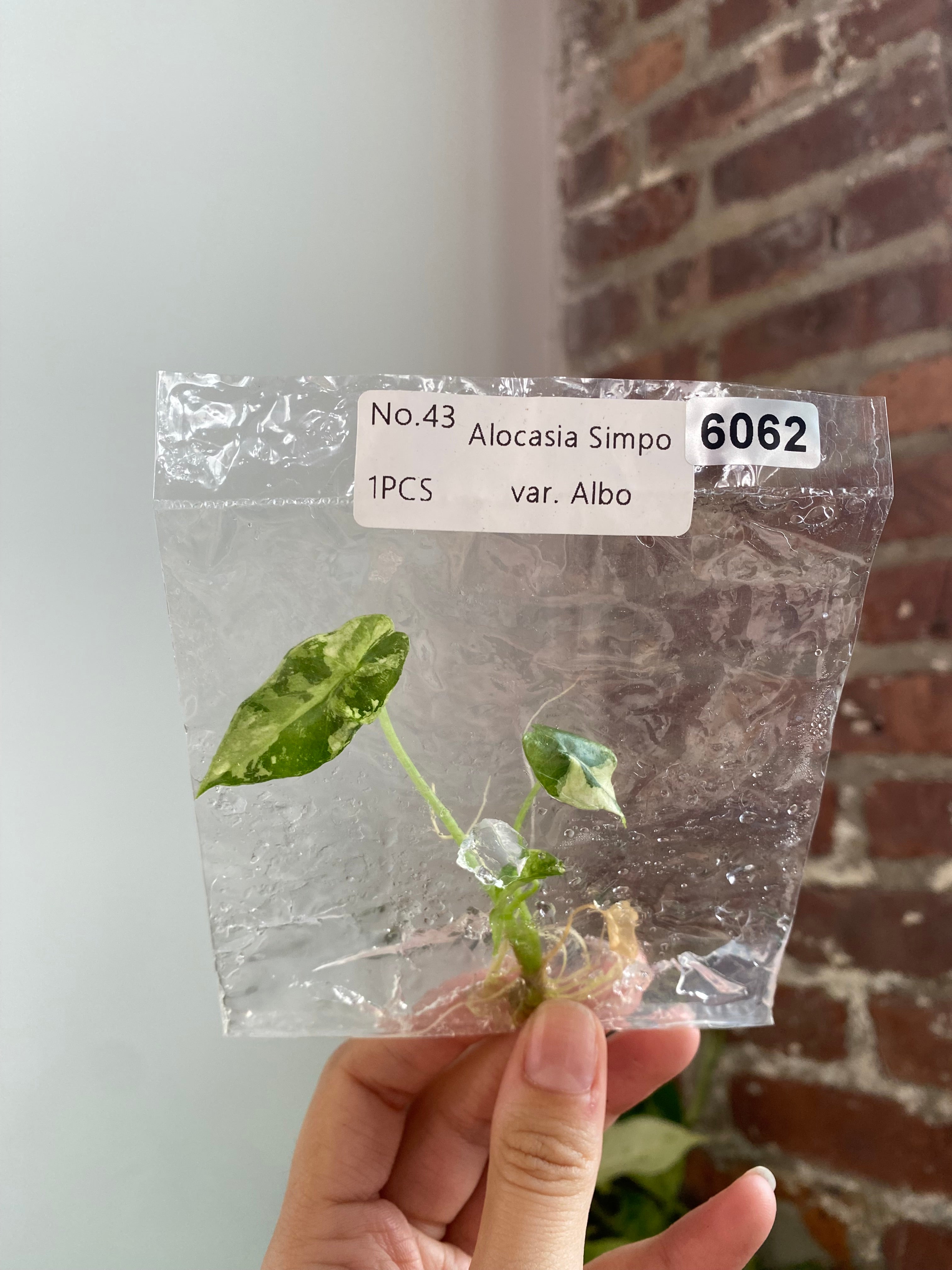 Alocasia Simpo Albo TC 6062