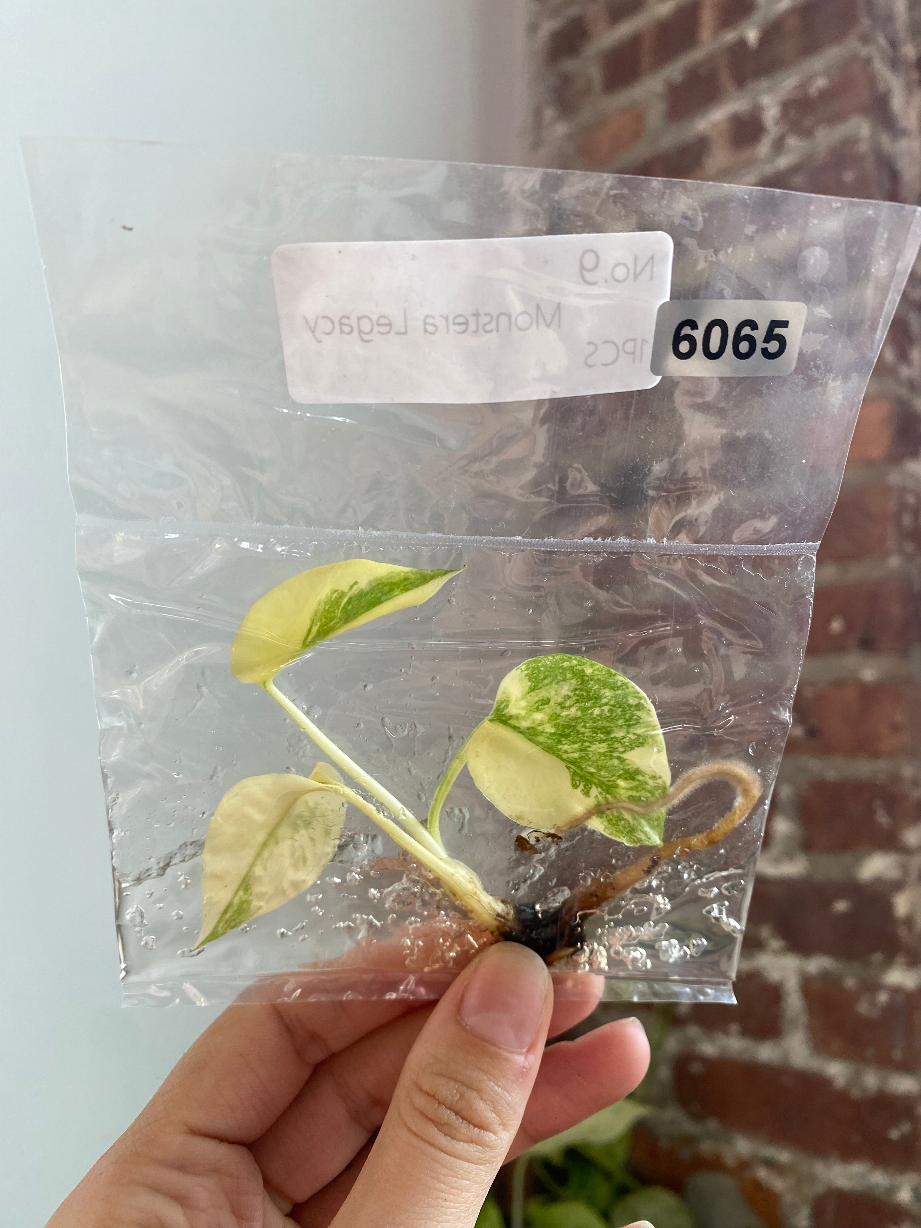 Monstera Legacy TC 6065