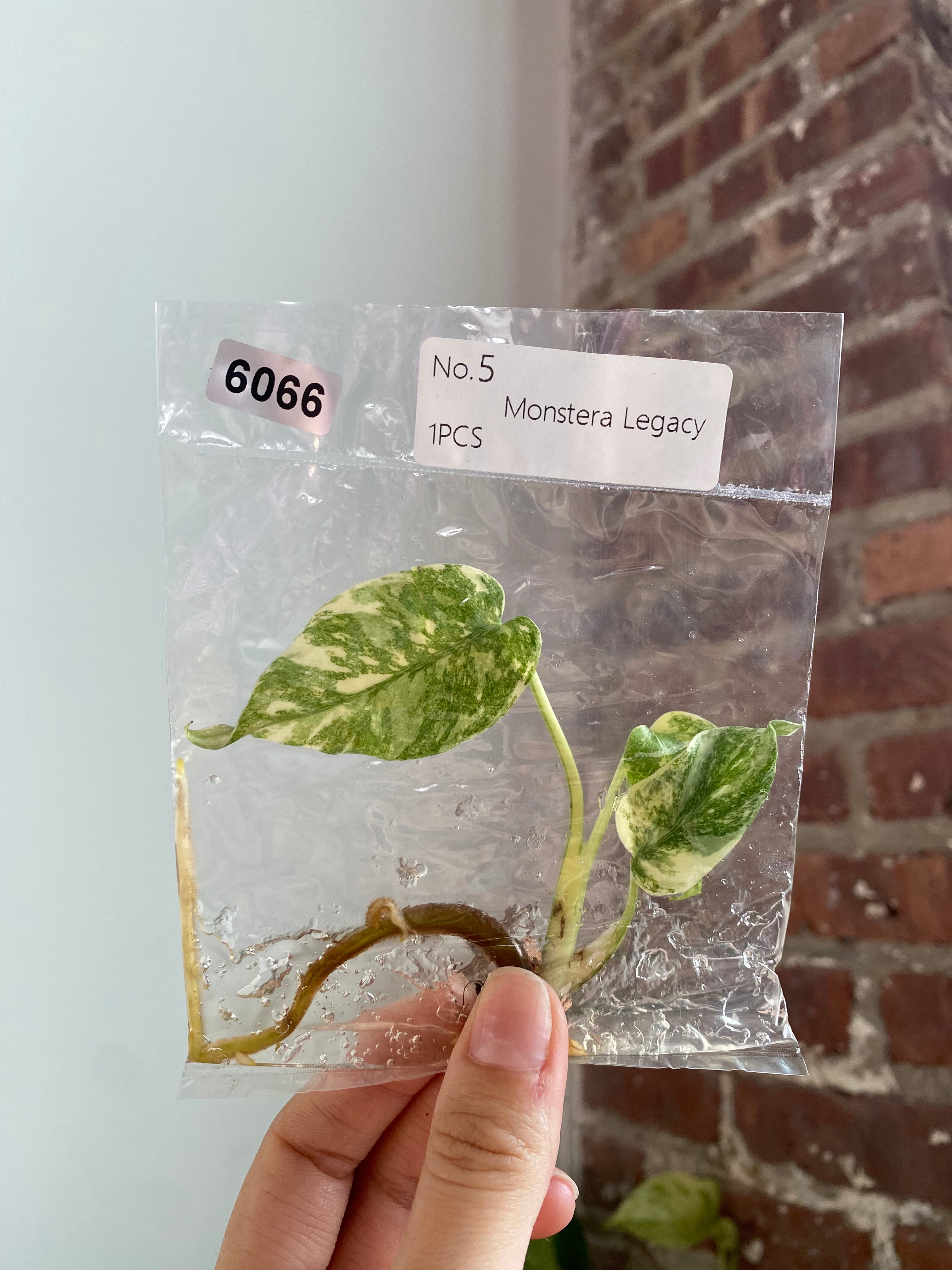 Monstera Legacy TC 6066