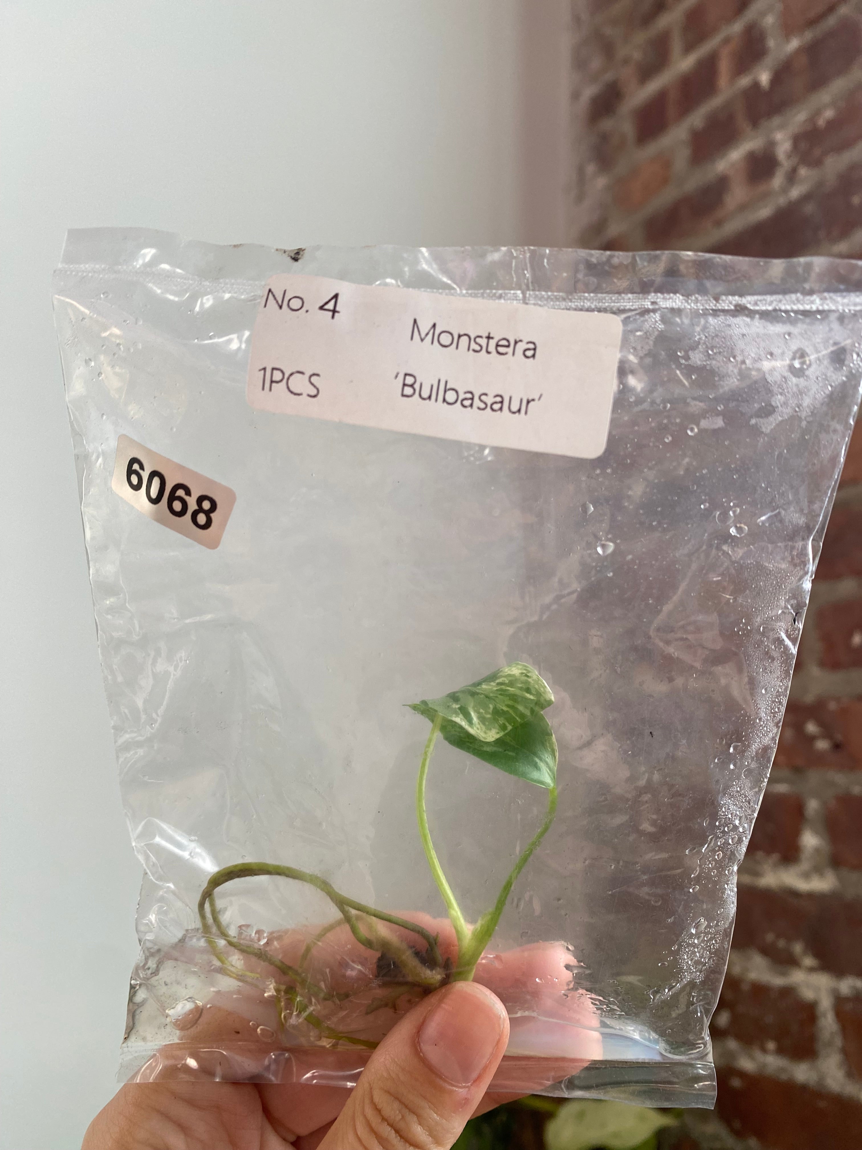 Monstera Bulbasaur TC 6068