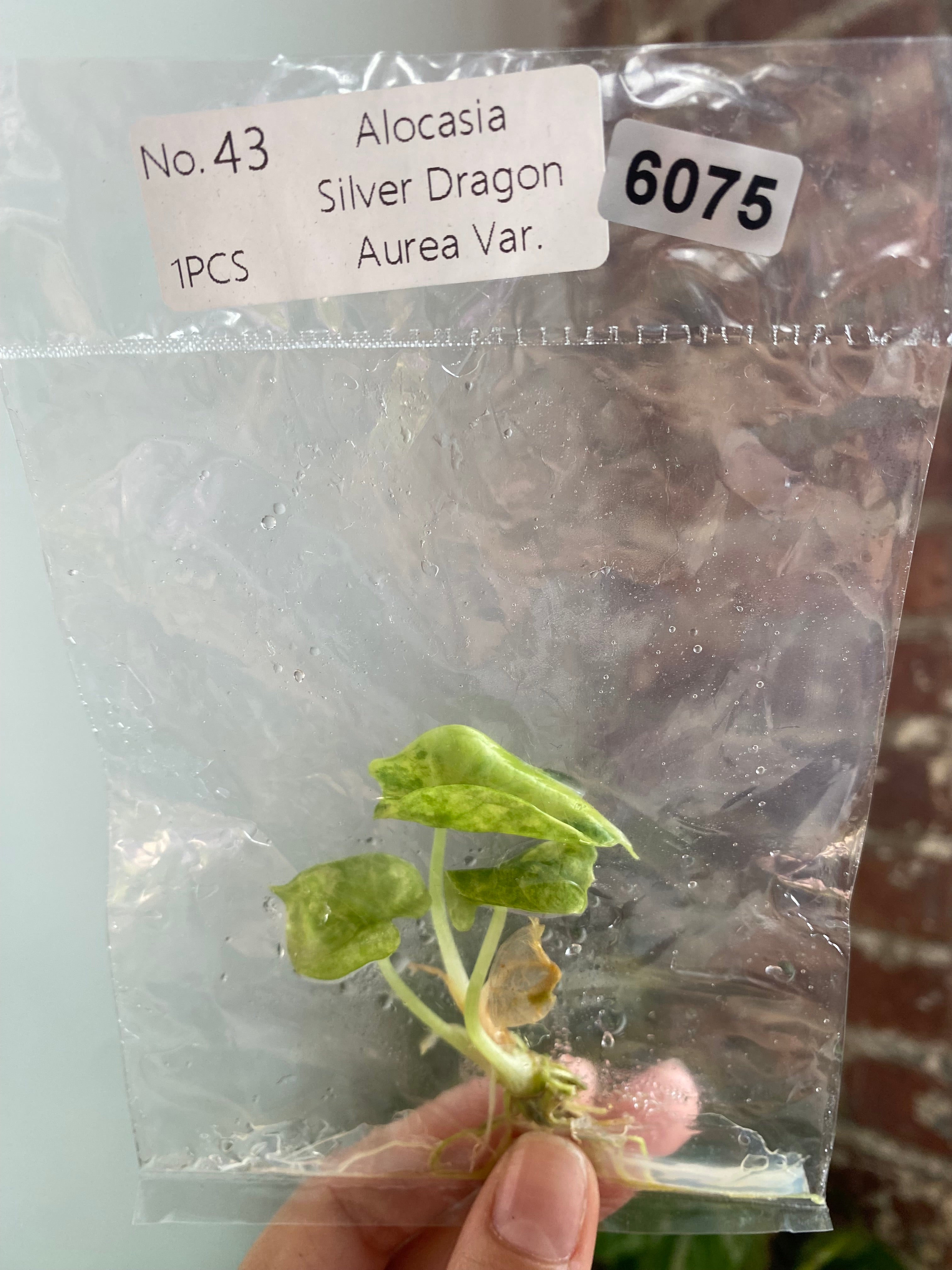 Silver Dragon Aurea TC 6075