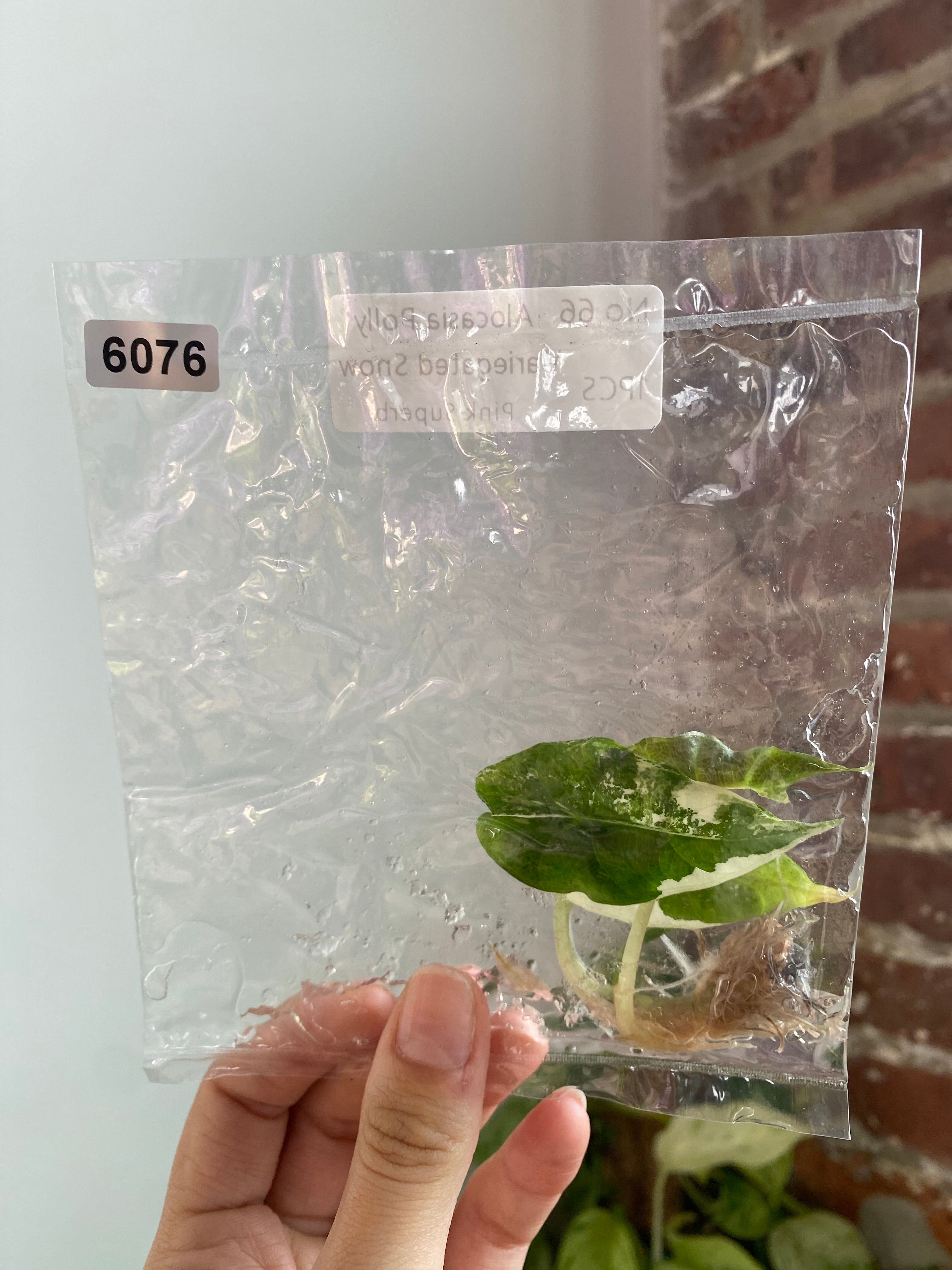 Alocasia Polly Snow Pink TC 6076