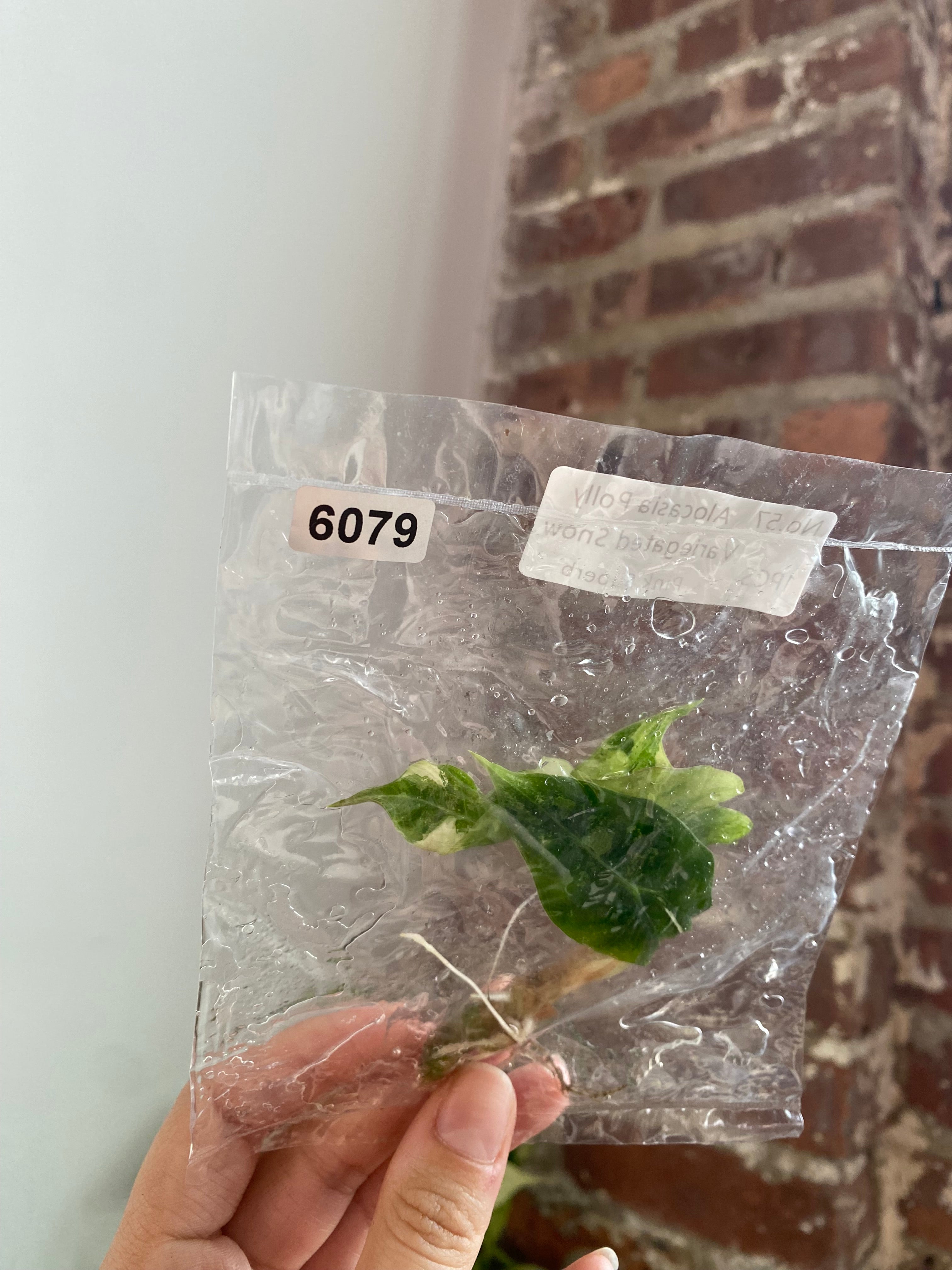 Alocasia Polly Snow Pink TC 6079