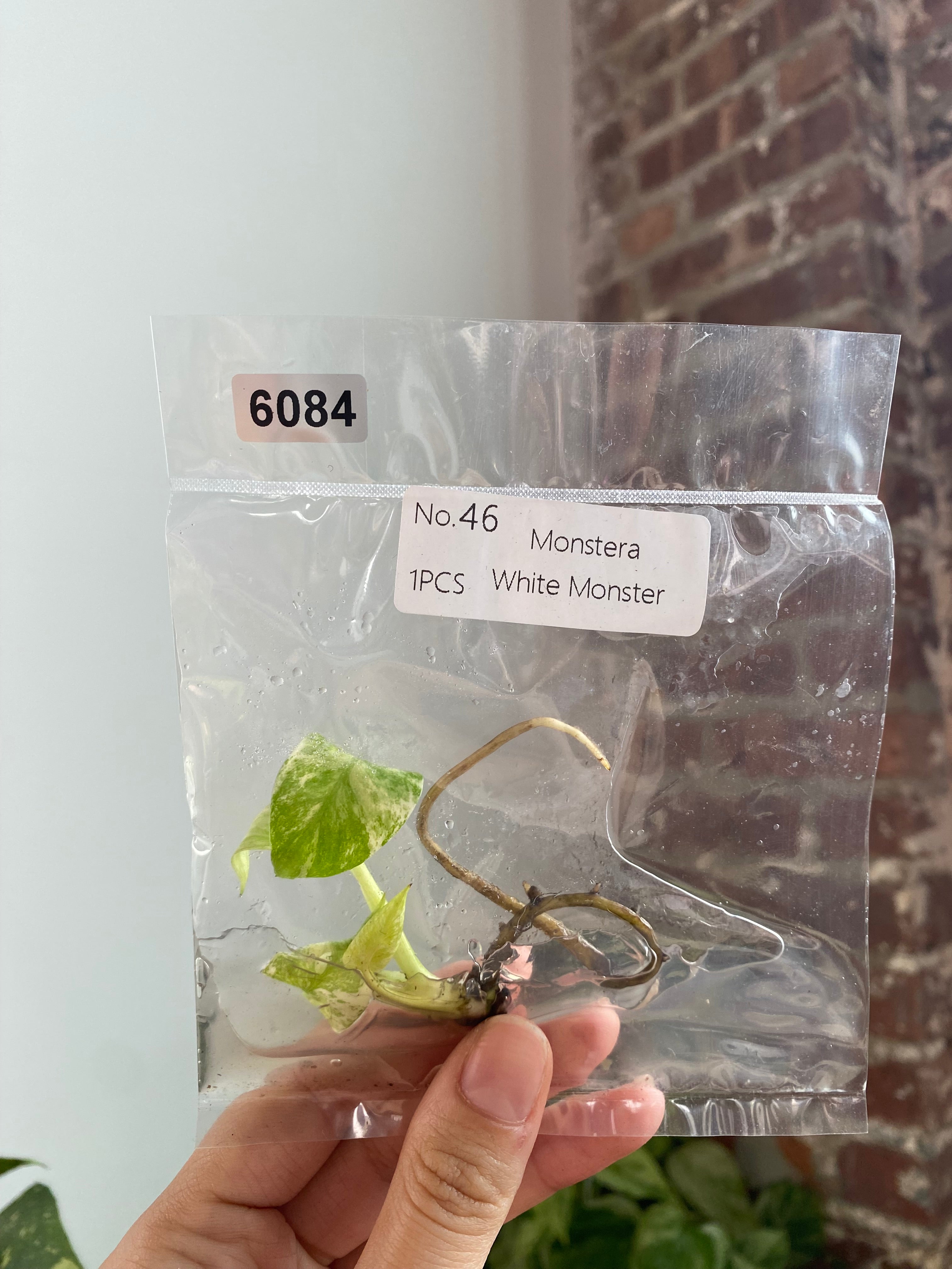 Monstera White Monster TC 6084