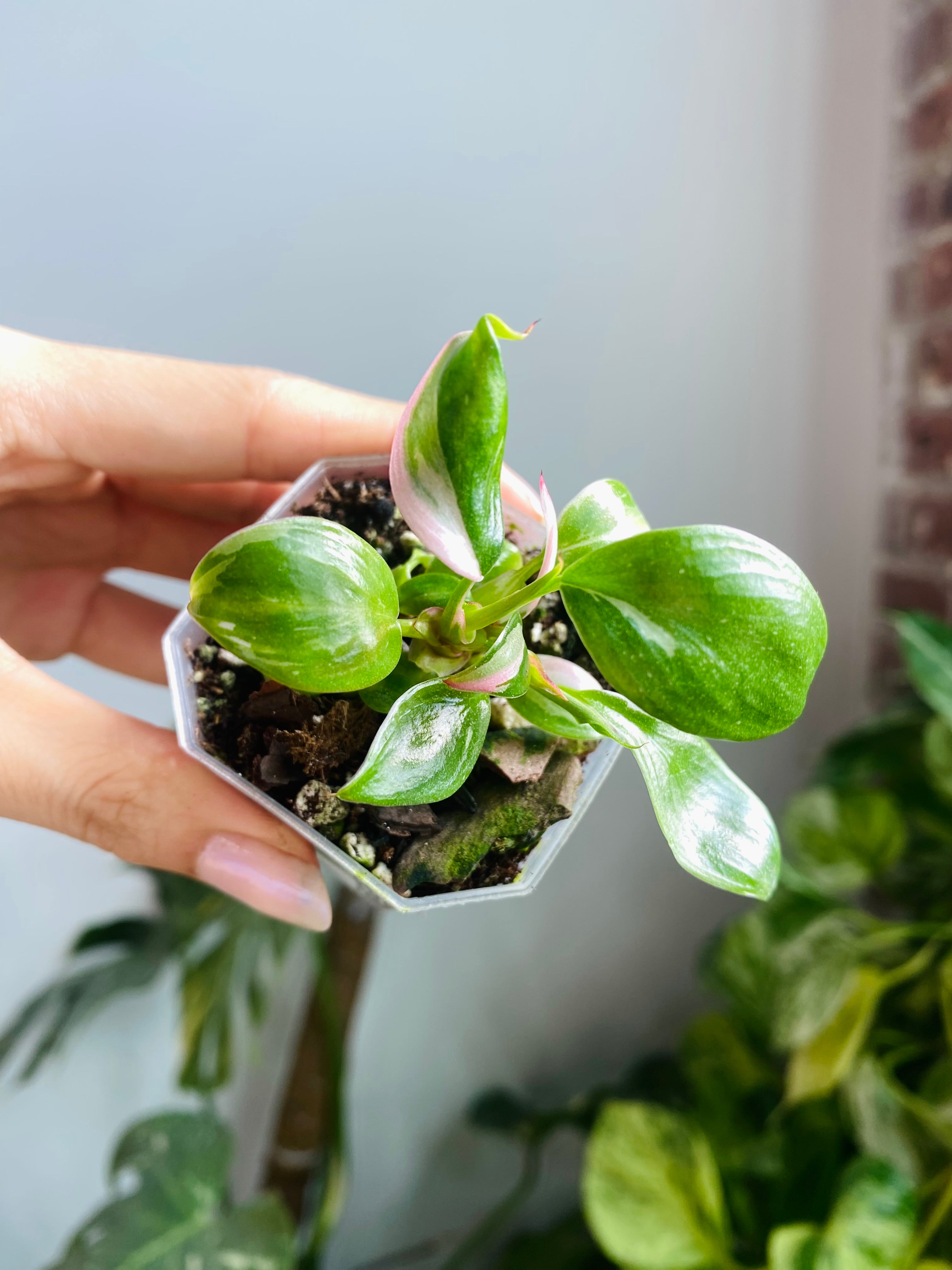 Philodendron White Princess (Pink Var. )