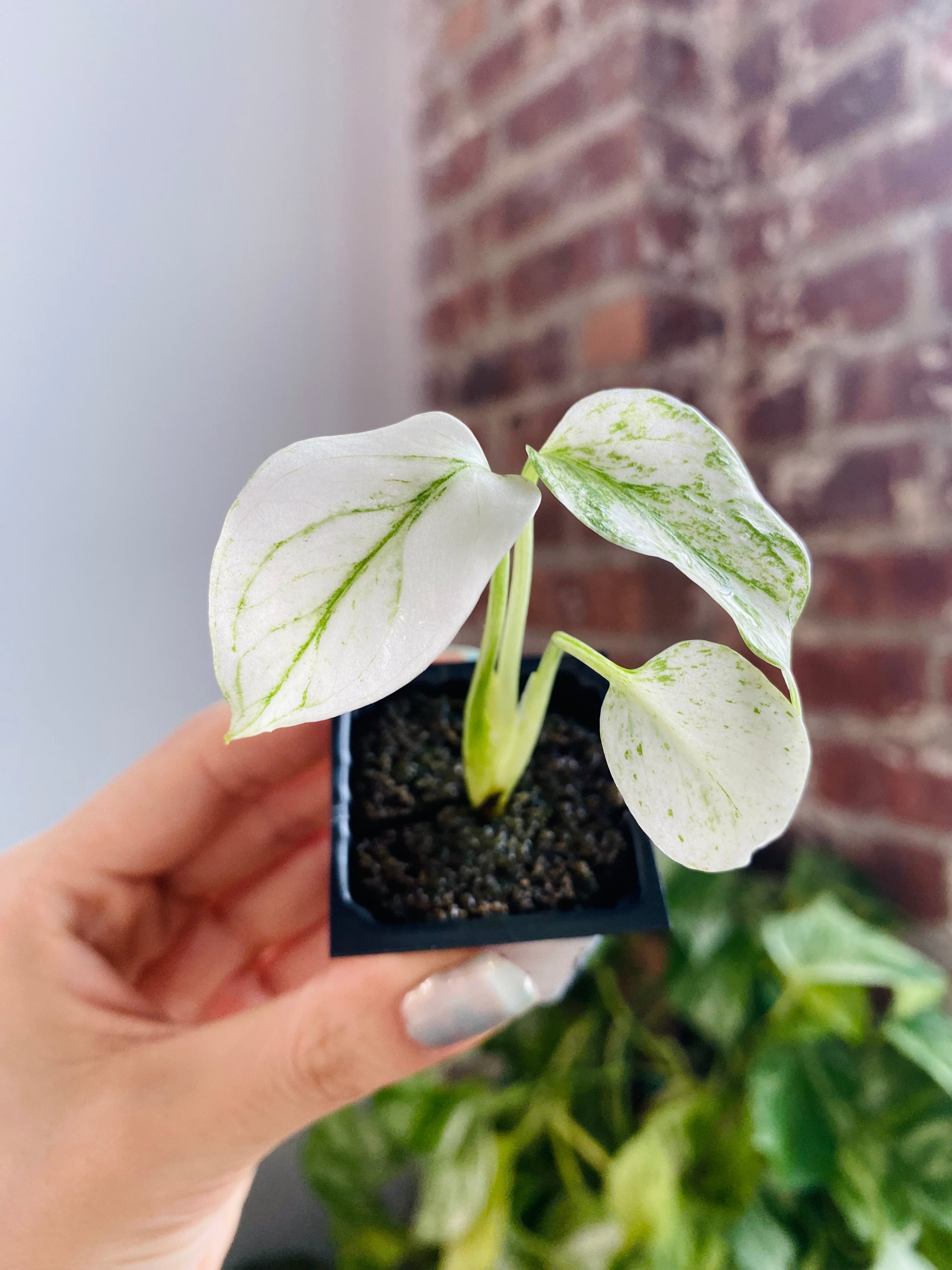Monstera Deliciosa Mint