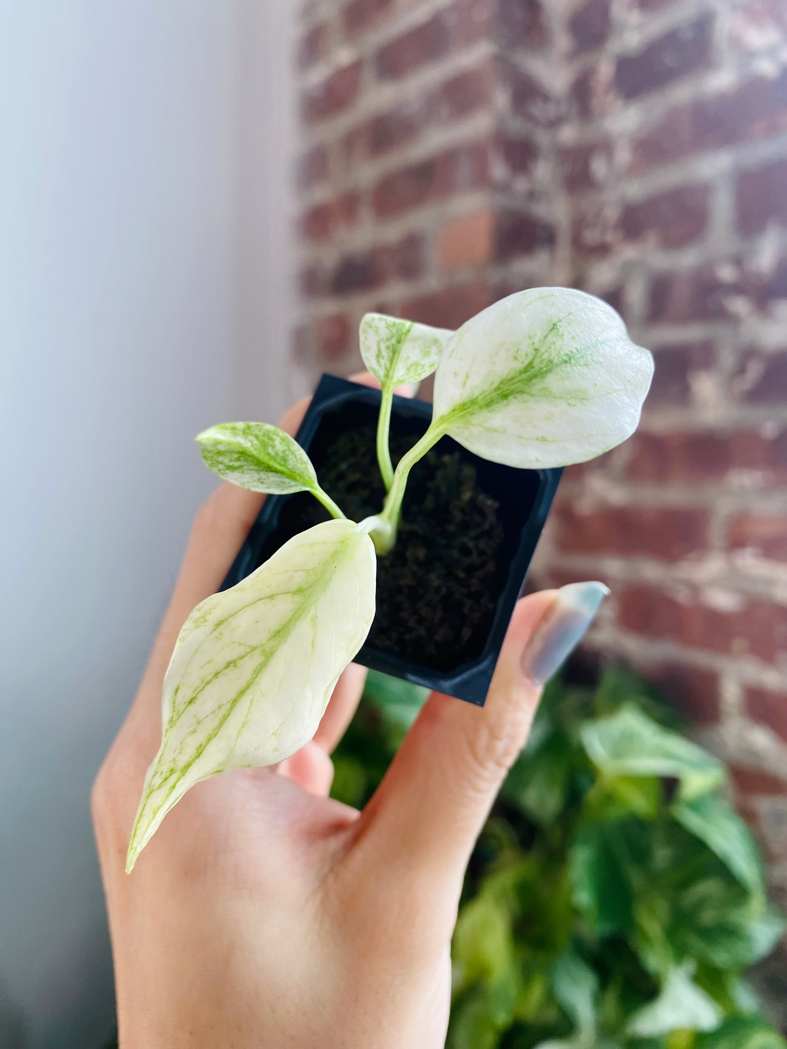 Monstera Deliciosa Mint