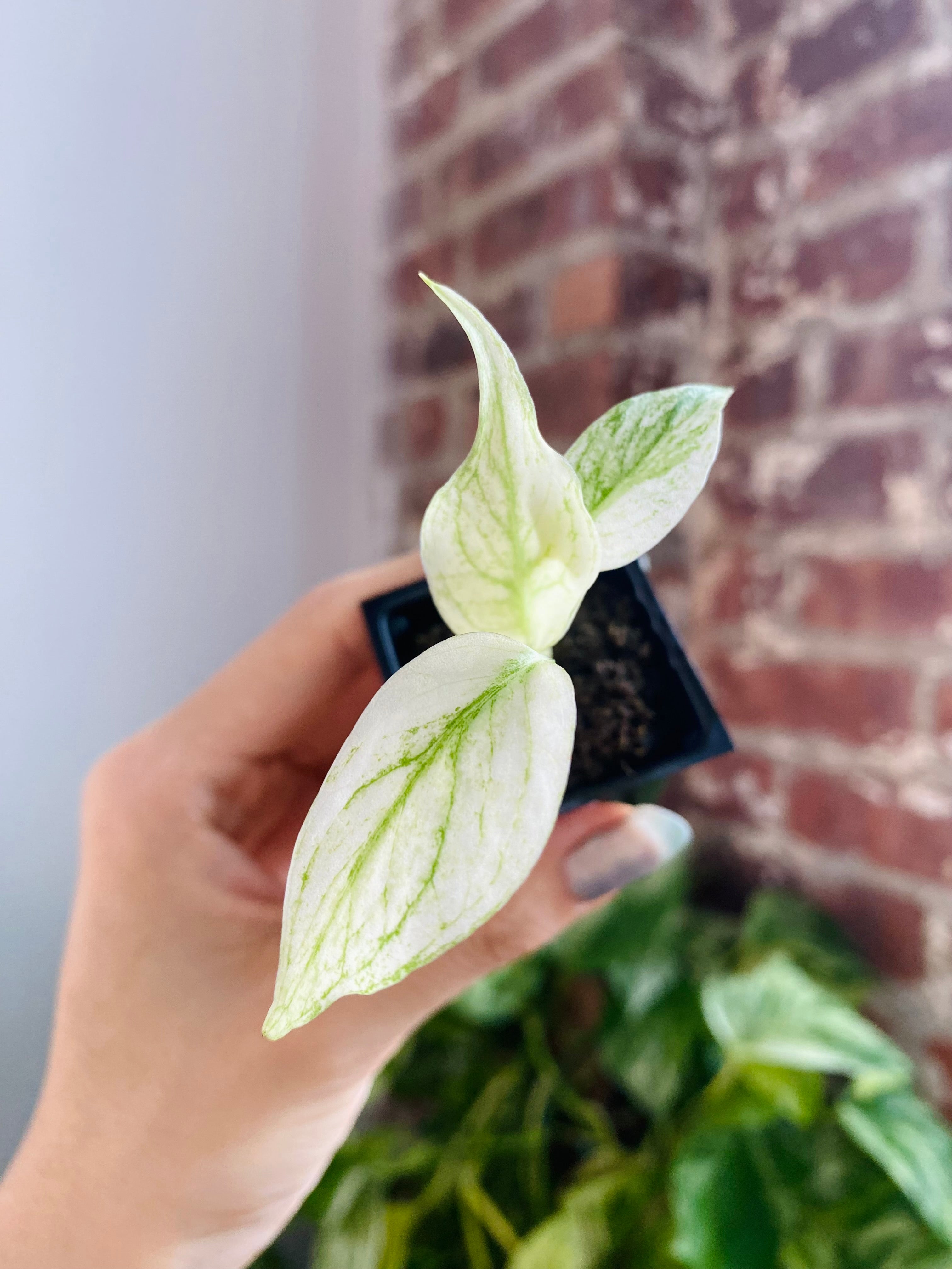 Monstera Deliciosa Mint