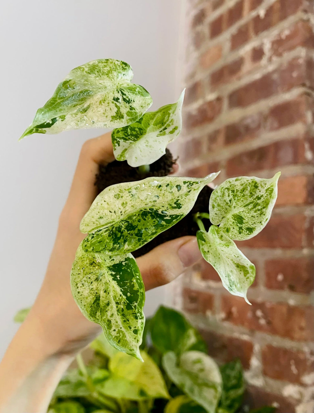 Alocasia Dragonscale Mint Variegated (Grower&