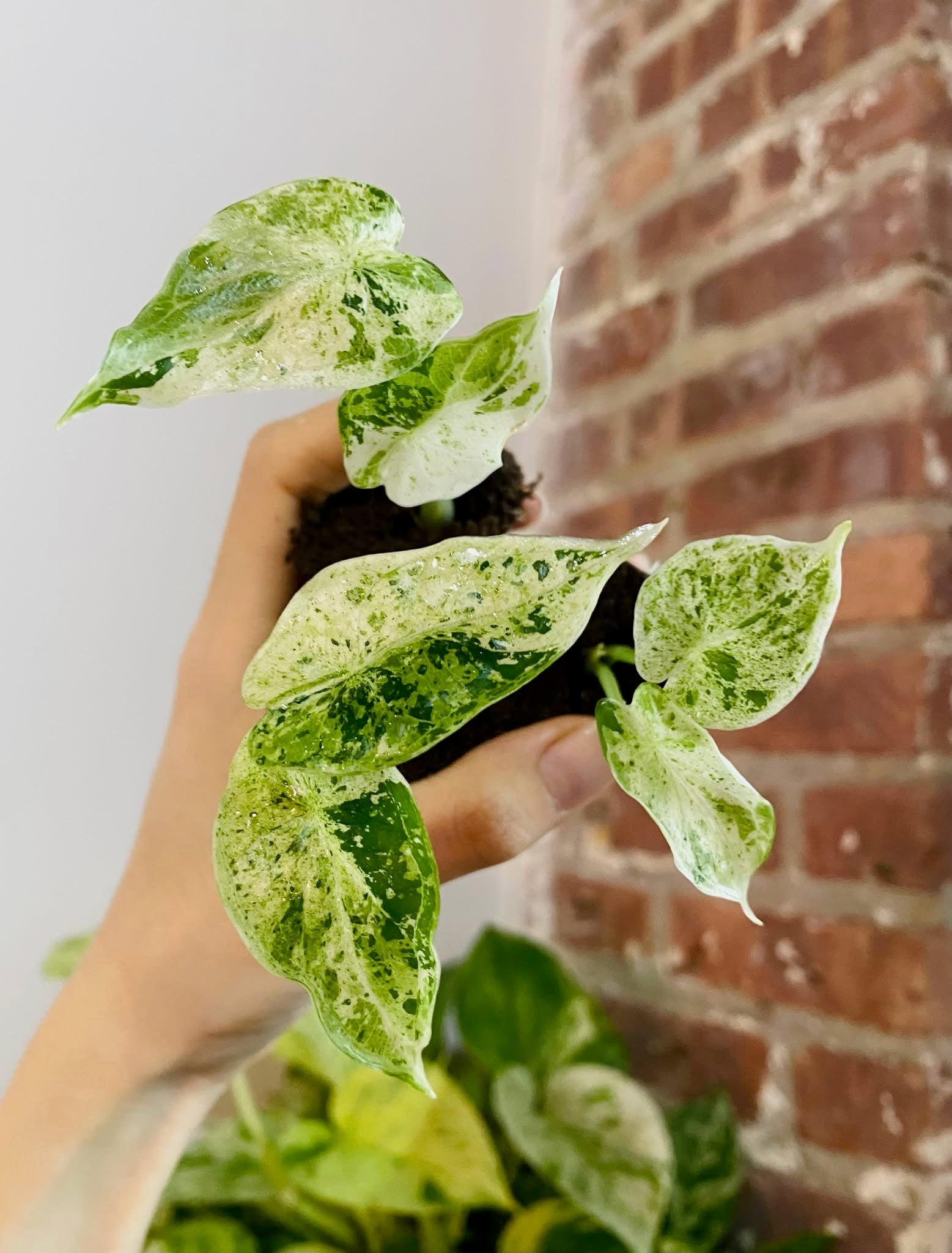 Alocasia Dragonscale Mint Variegated (Grower&