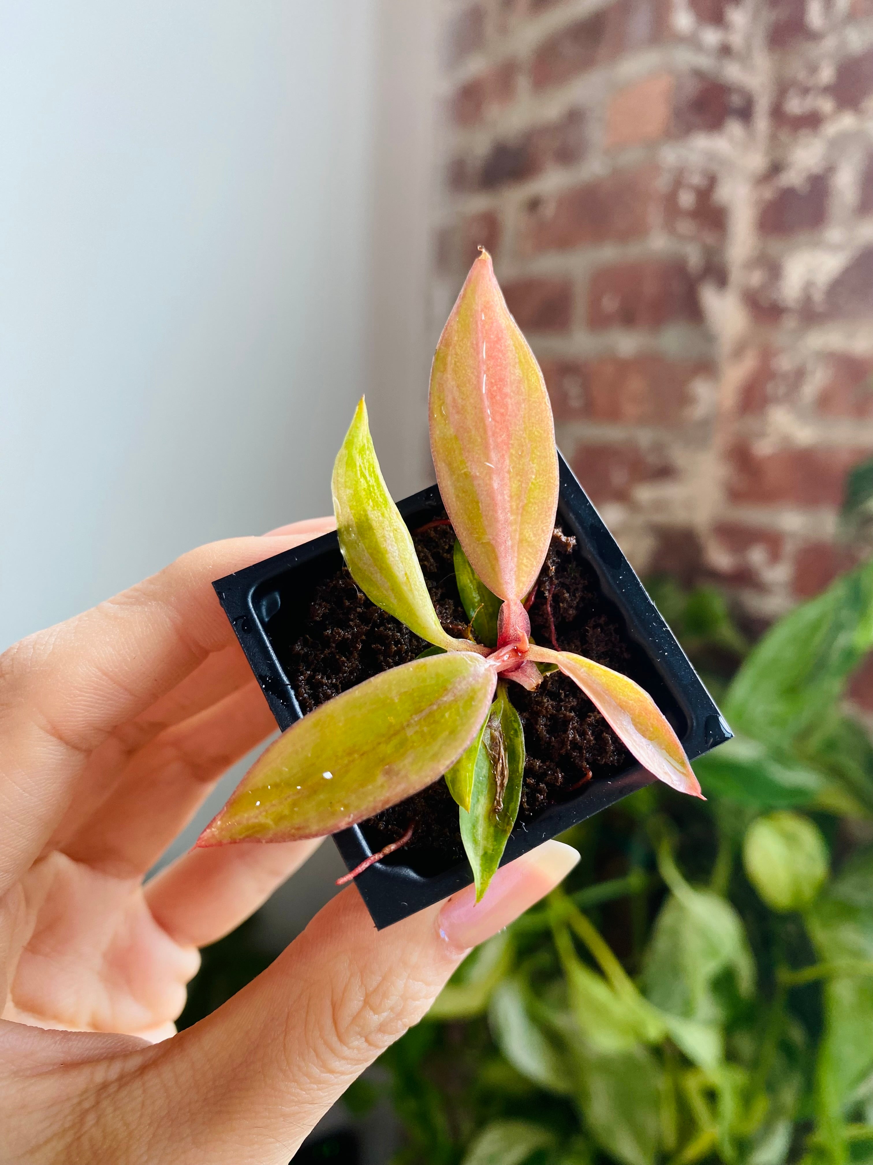 Philodendron Caramel Marble &