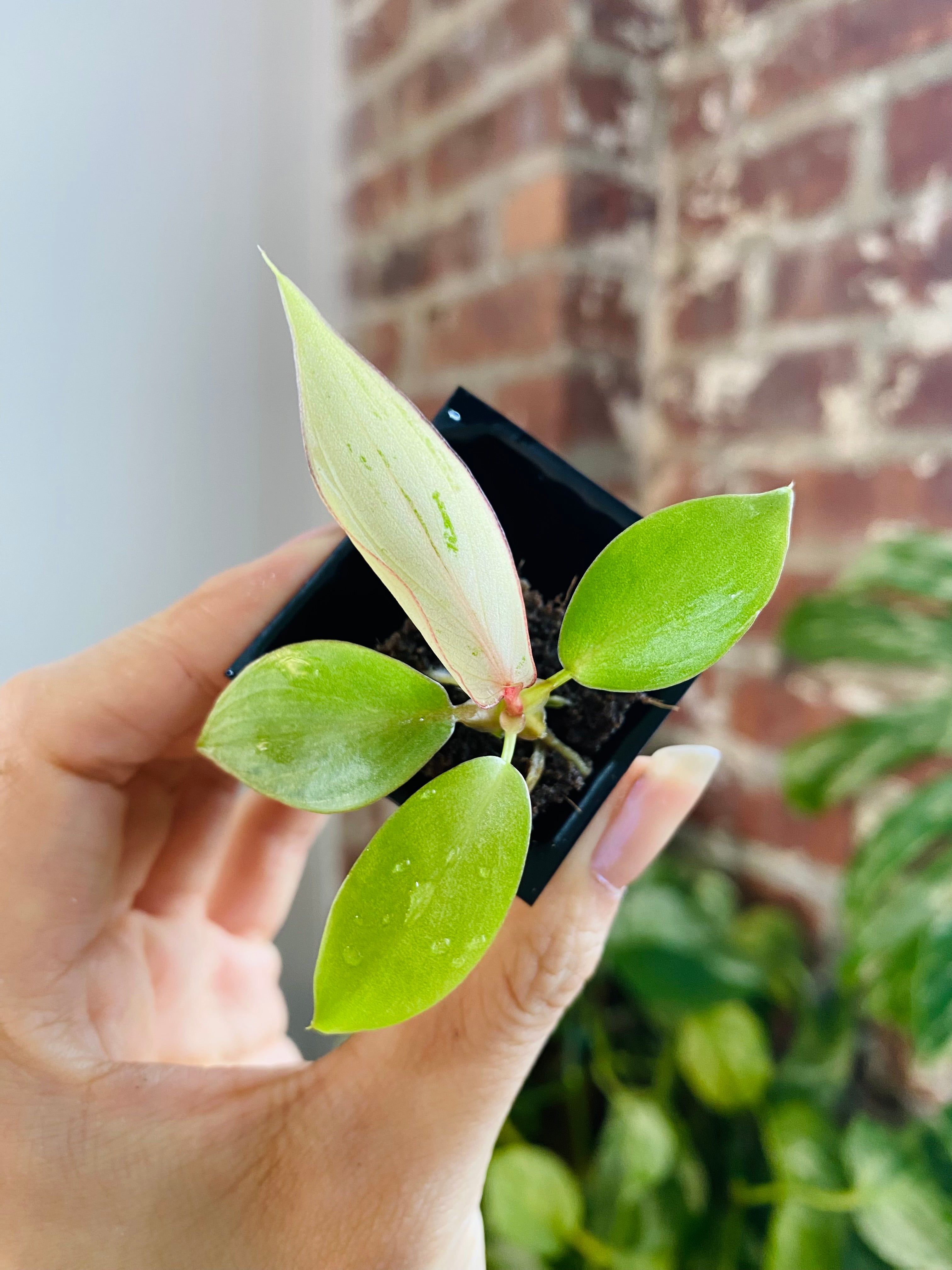 Philodendron Snowdrift Var.
