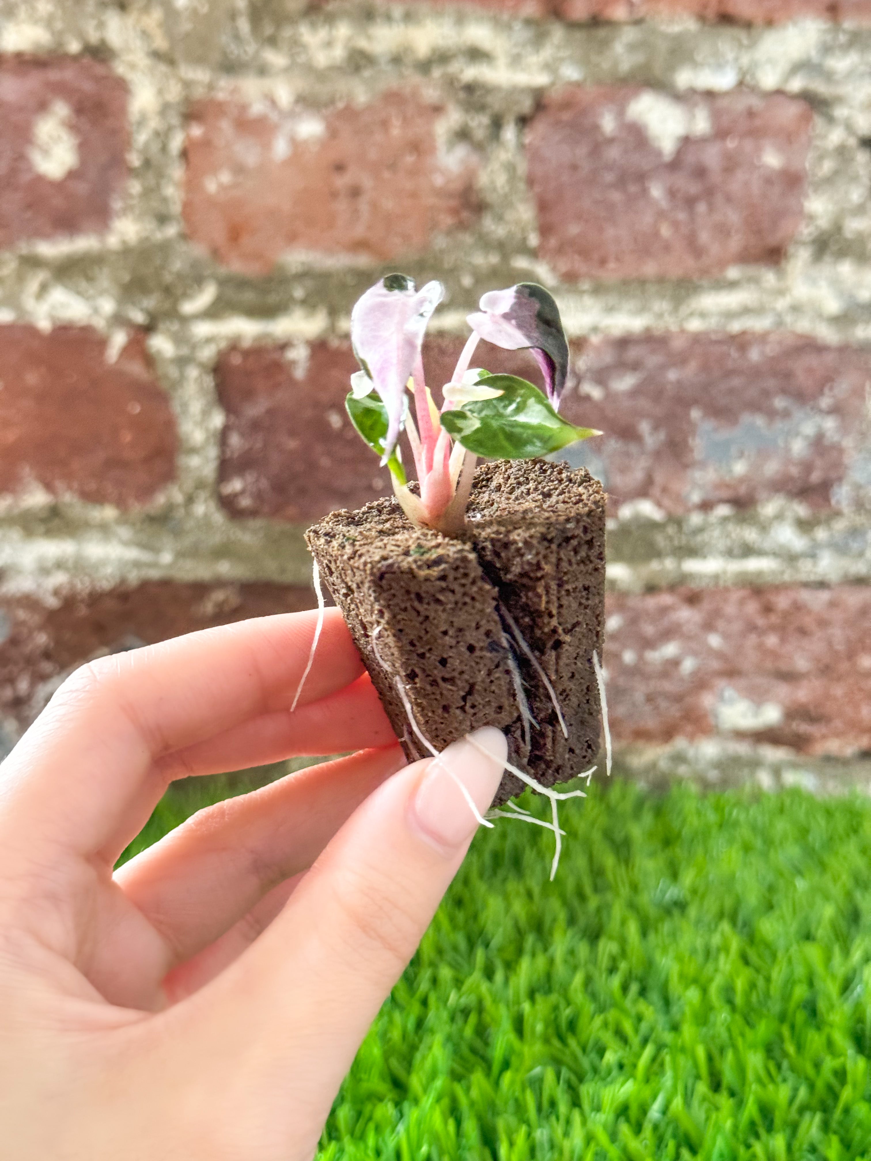 Alocasia Bambino Albo Pink Variegated (Grower&