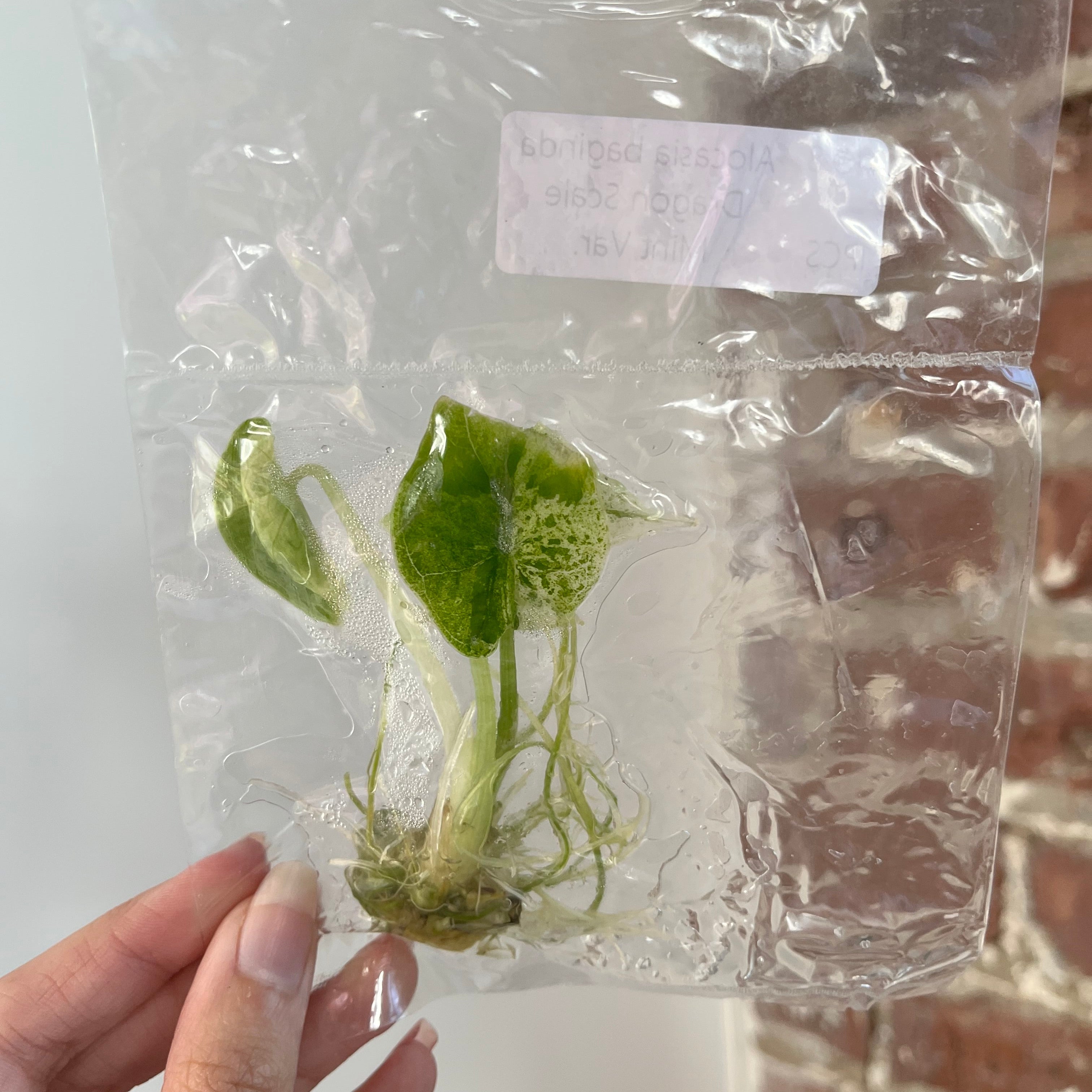 Alocasia Dragonscale Mint (Grower&