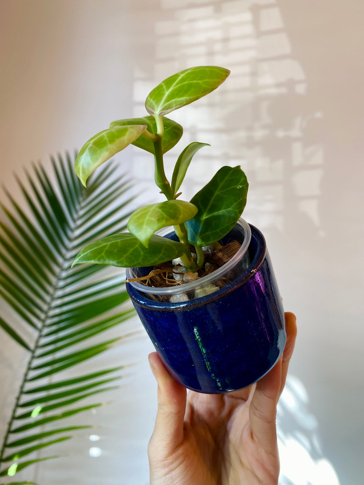 Dark Blue Ceramic Planter with Drainage
