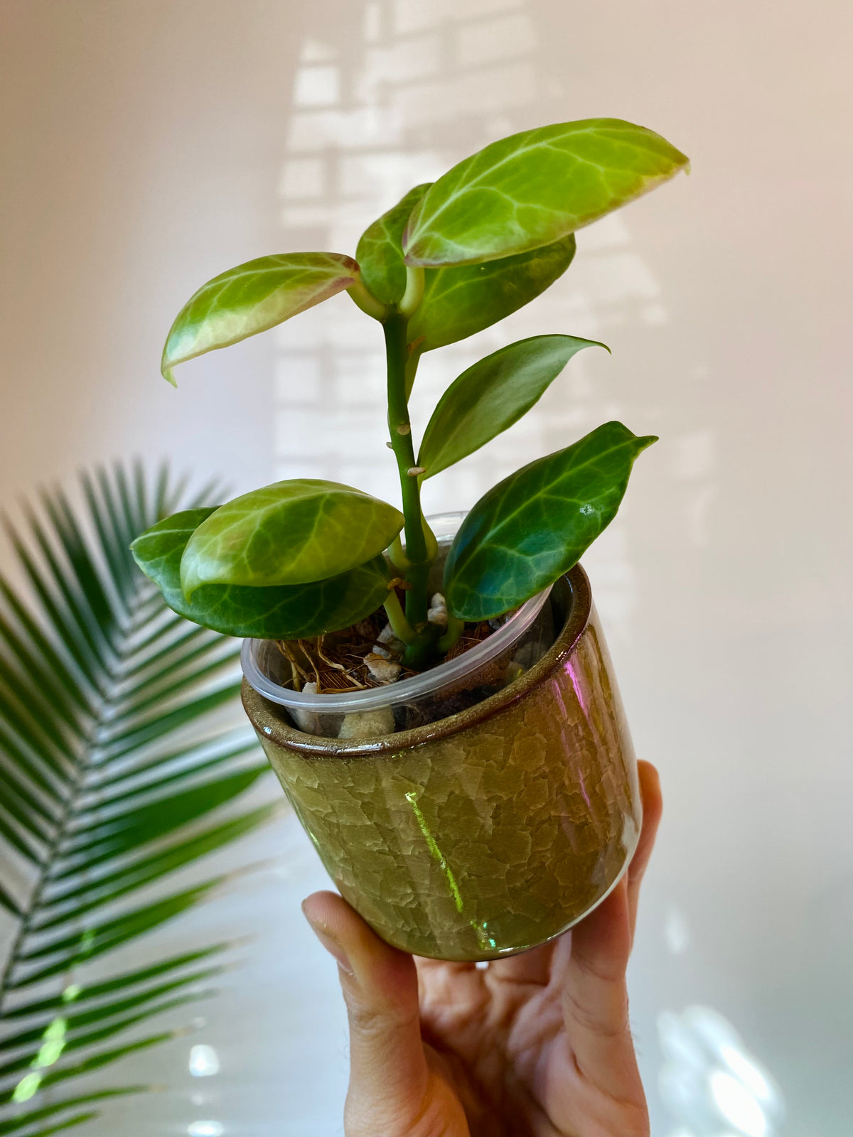 Yellow-Brown Ceramic Planter with Drainage