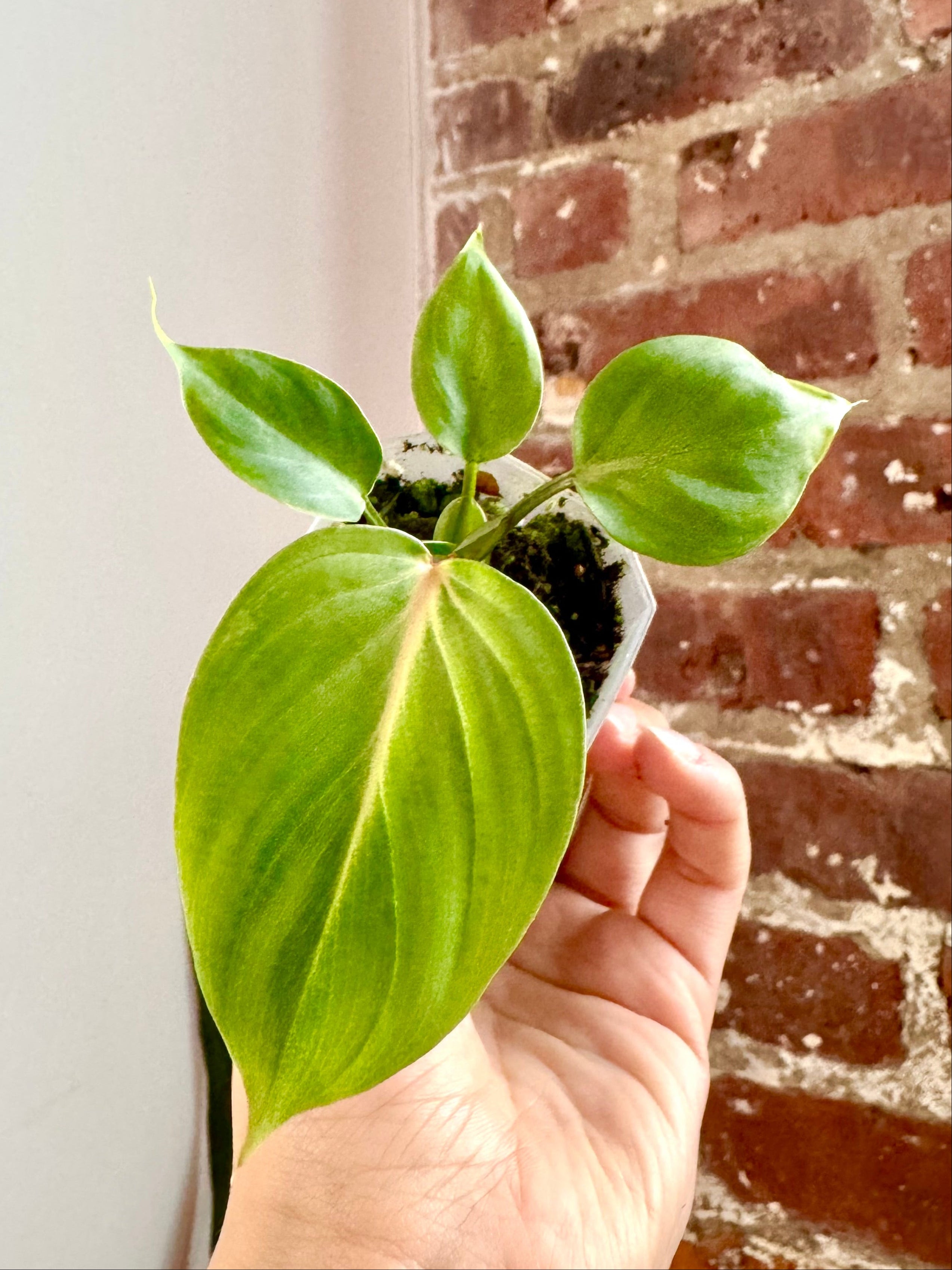 Philodendron Gloriosum Dark form Potted (Grower&