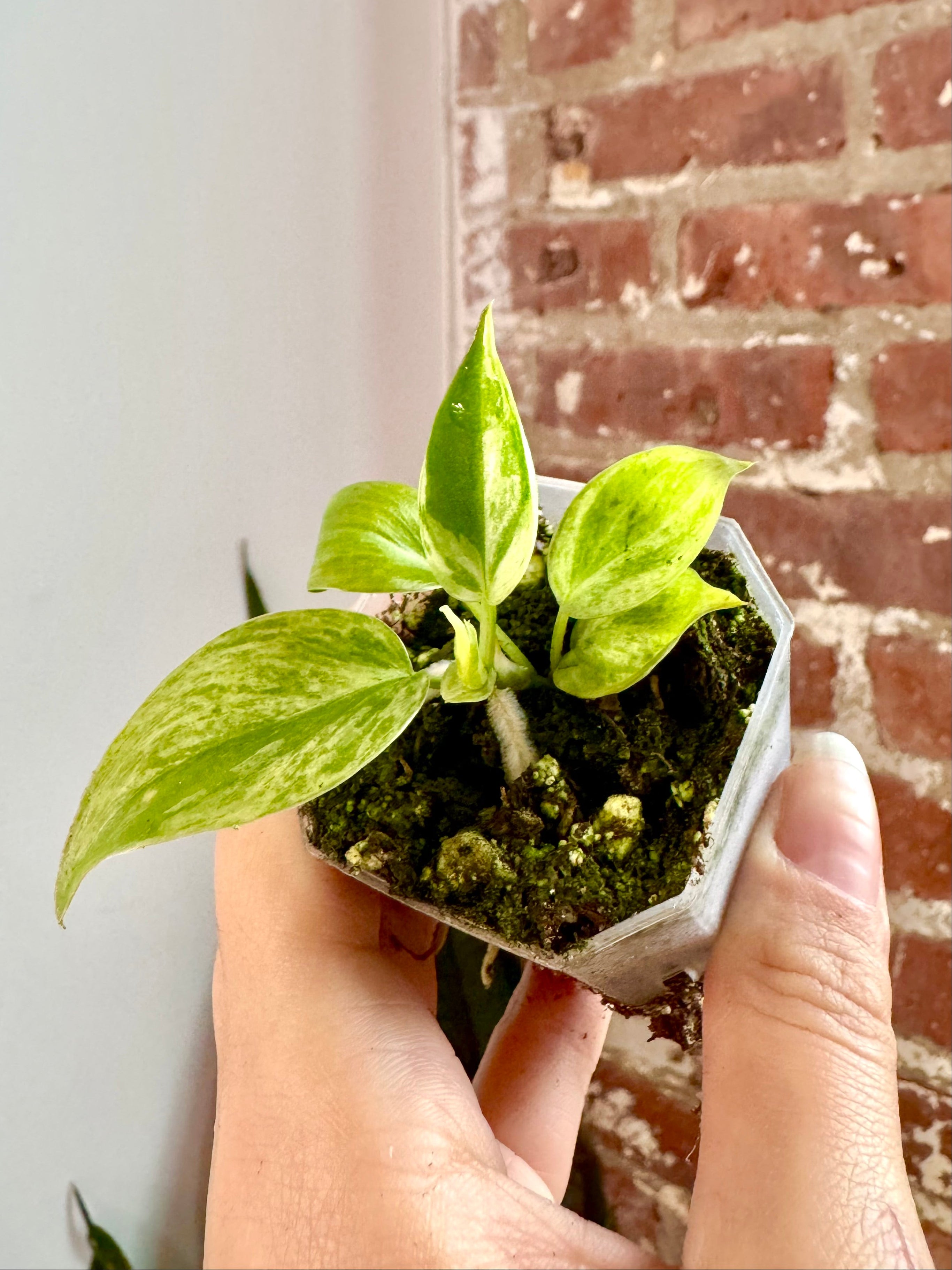 Philodendron Var. Heartleaf Potted (Grower&