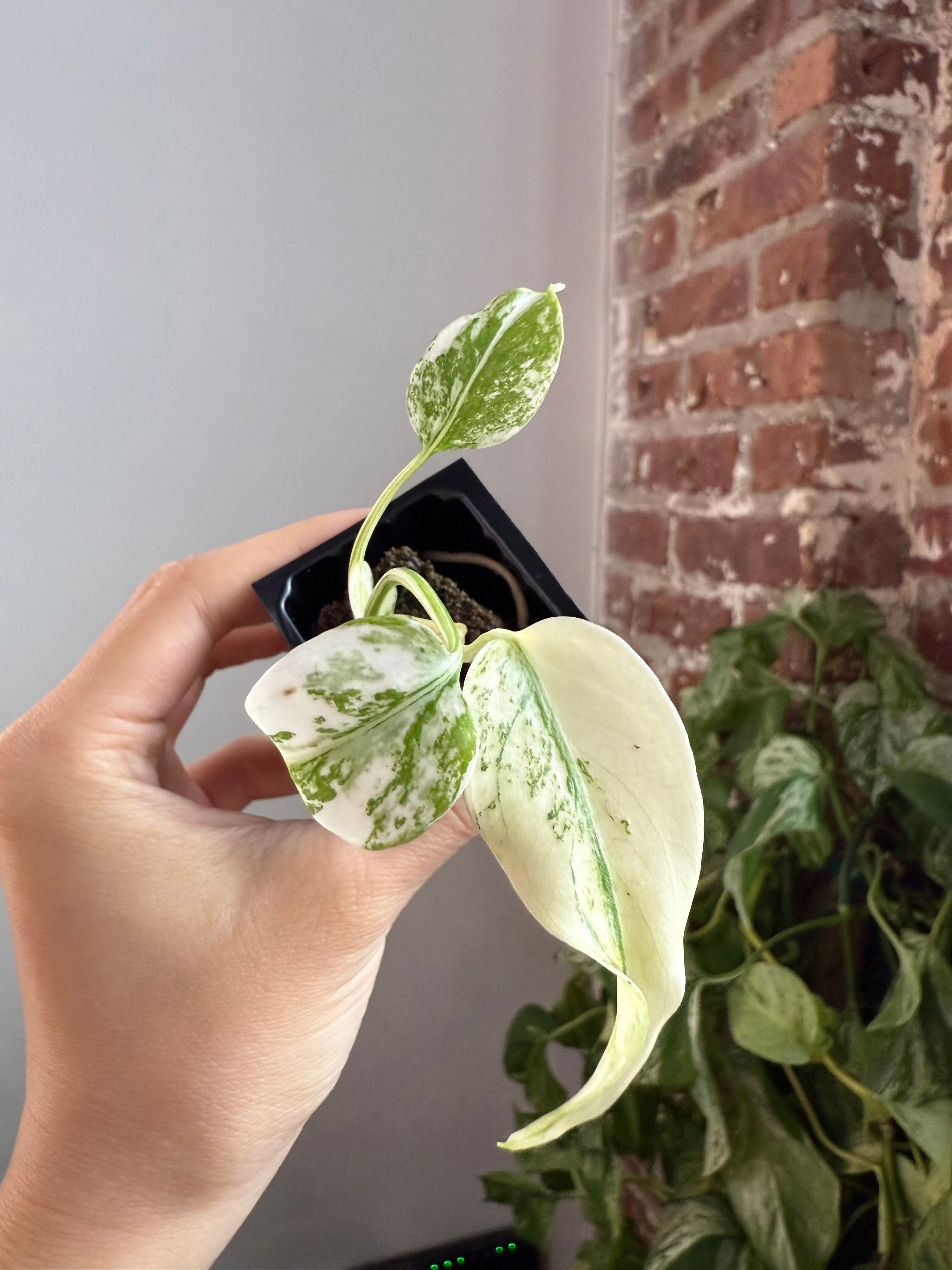 Monstera Deliciosa Mint