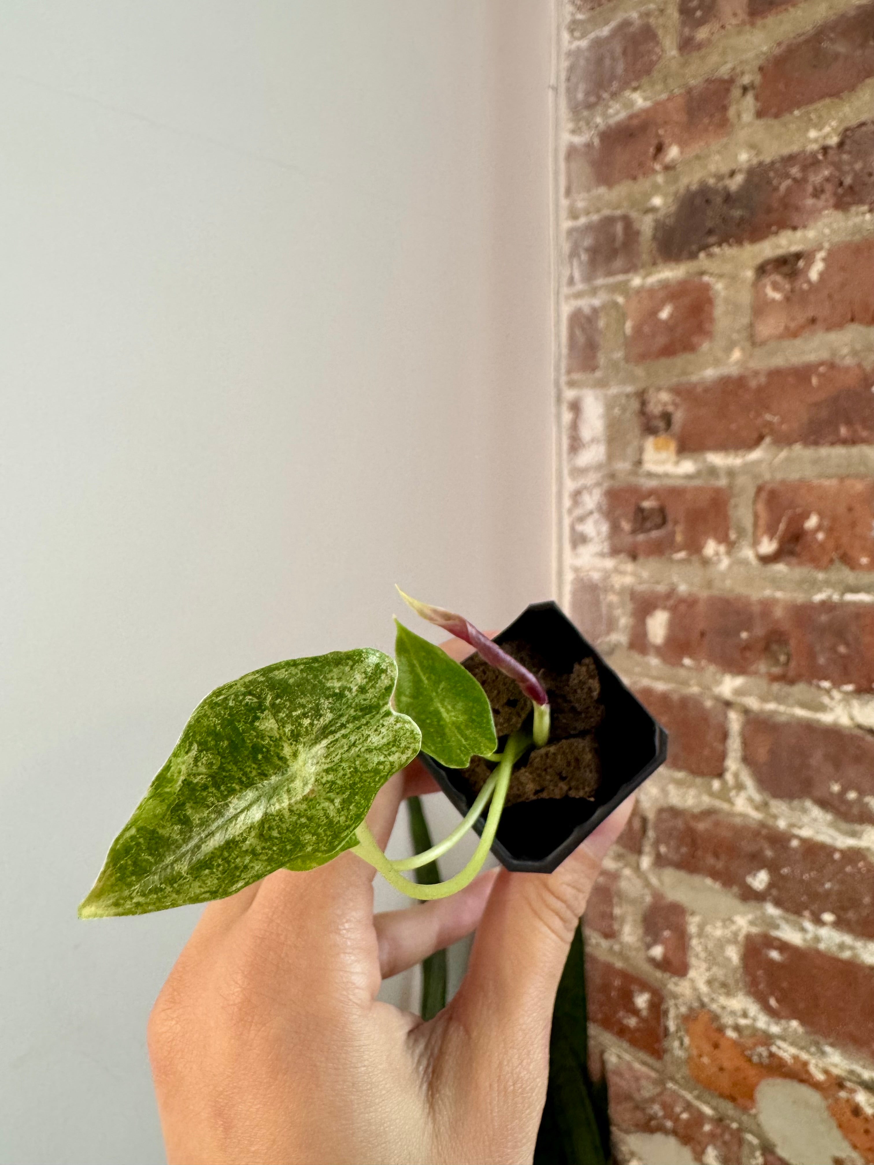 Alocasia Black Satun "Stardust" 8156