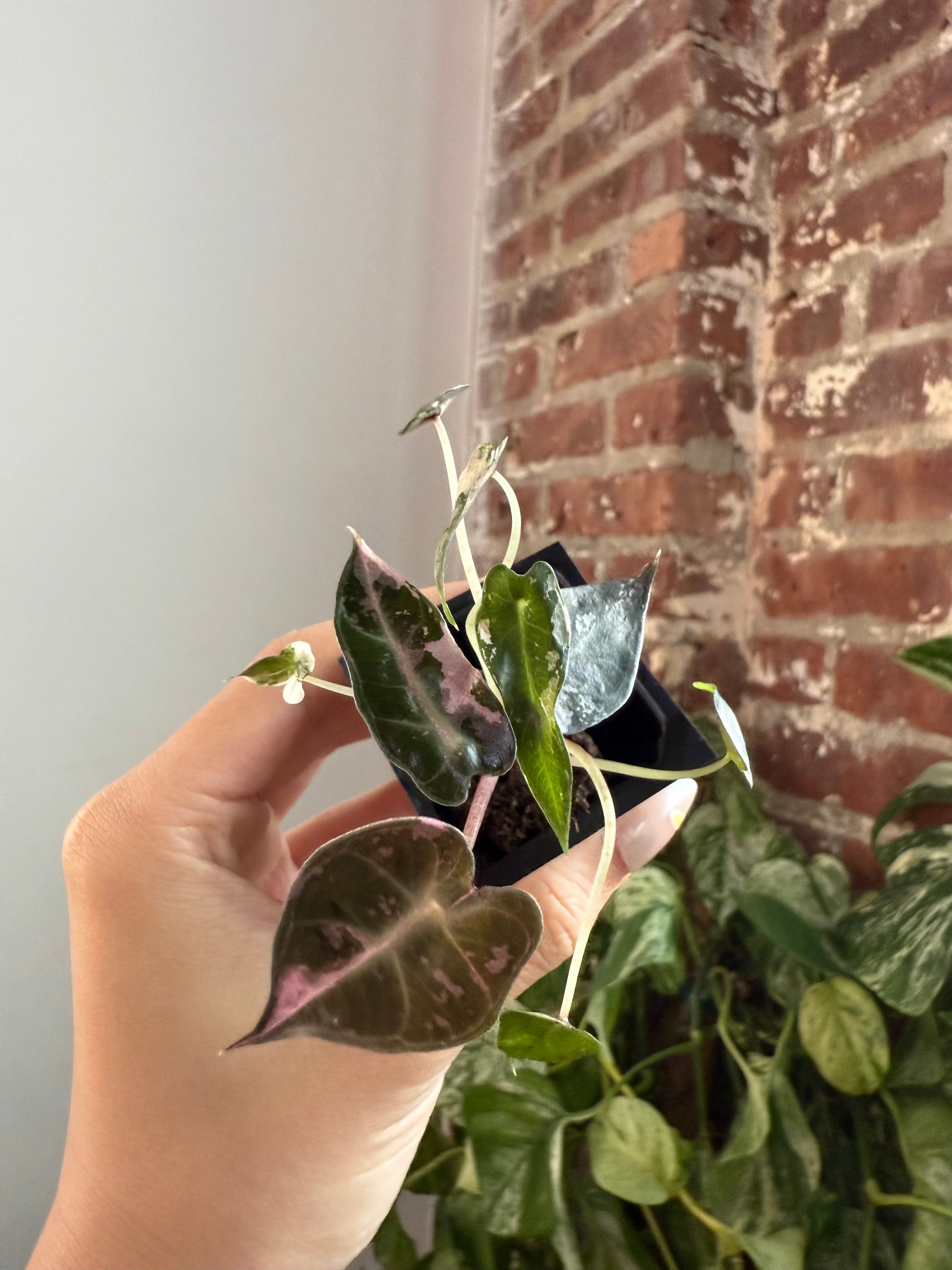 Alocasia Bambino Var.