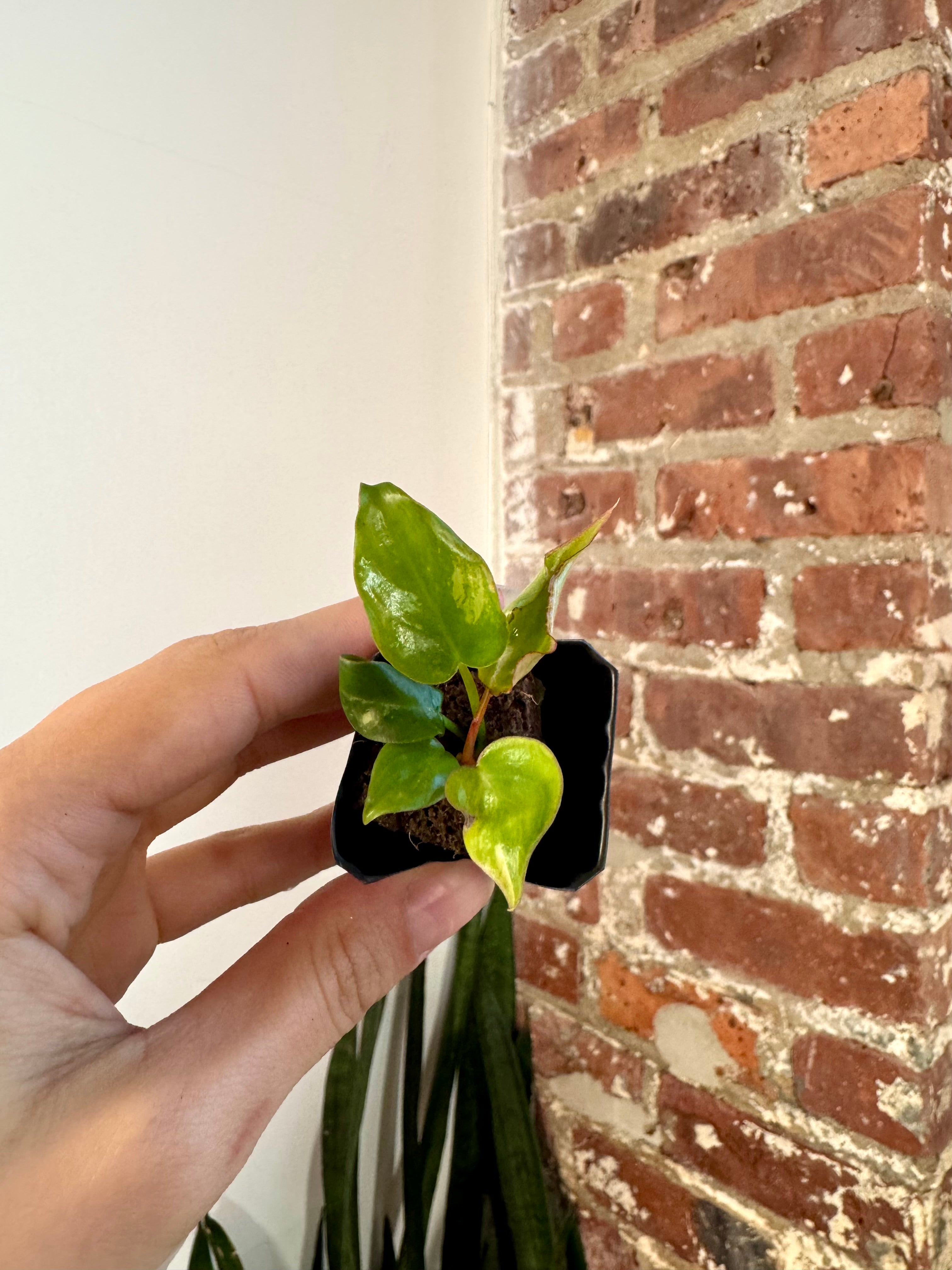 Philodendron Florida Beauty x Billietiae "Jennifer" 8506
