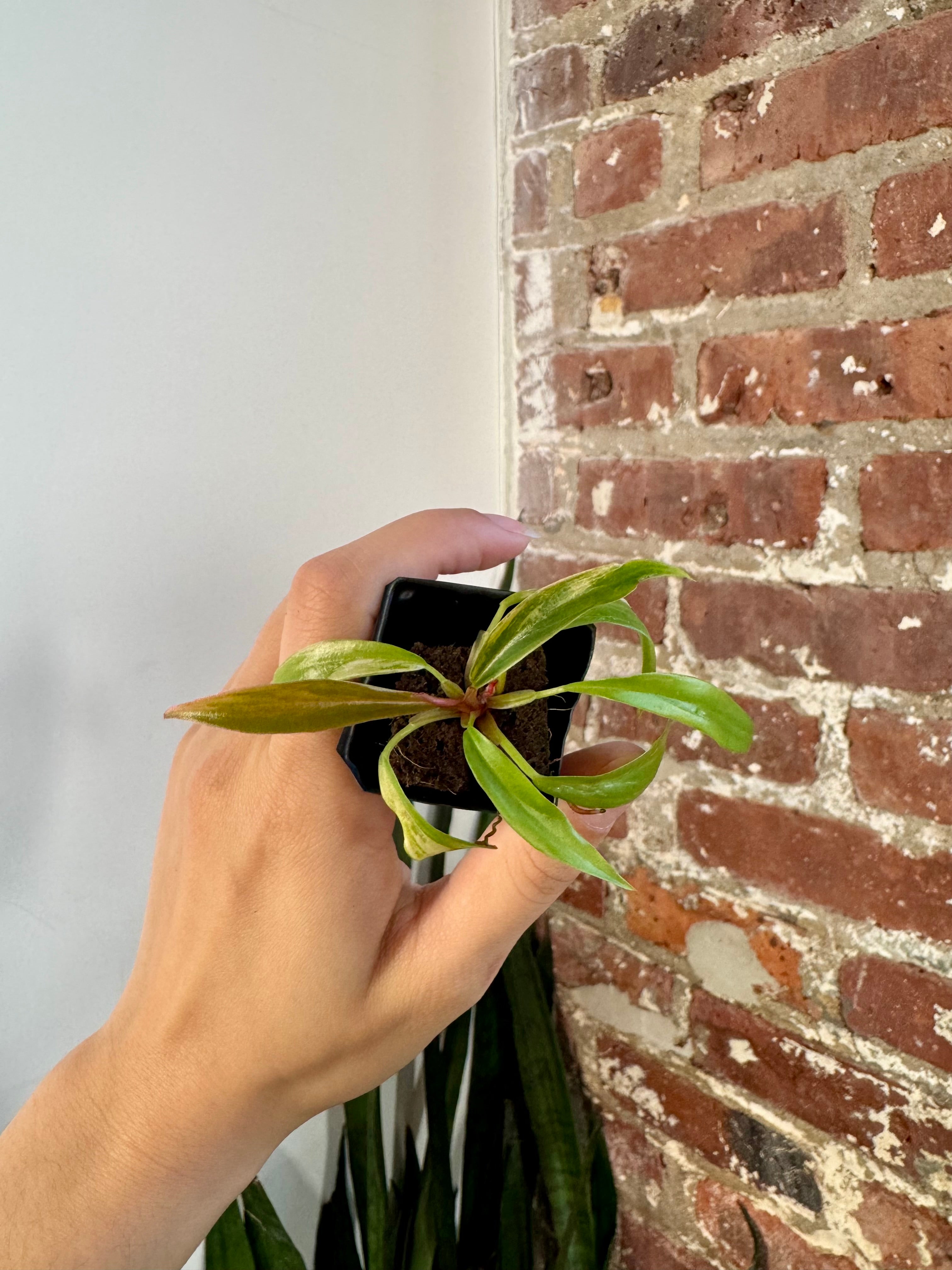 Philodendron Caramel Marble 8512