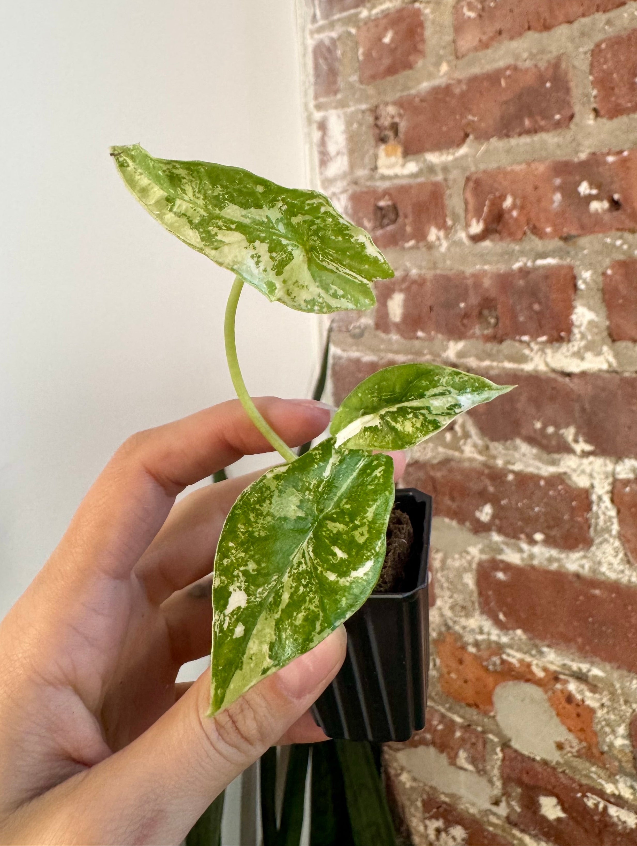 Alocasia Simpo Albo 8514