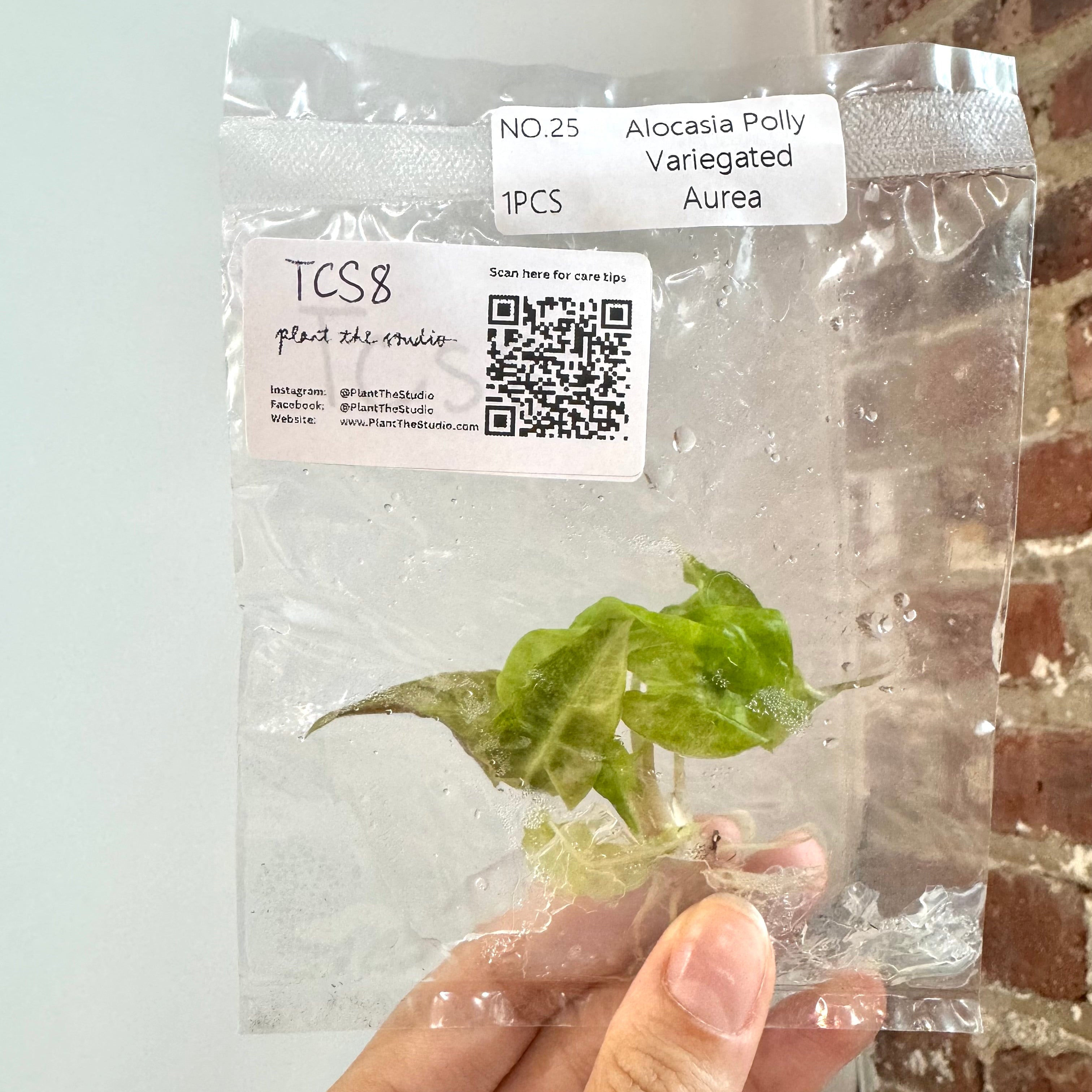 Alocasia Polly Aurea TCS 8