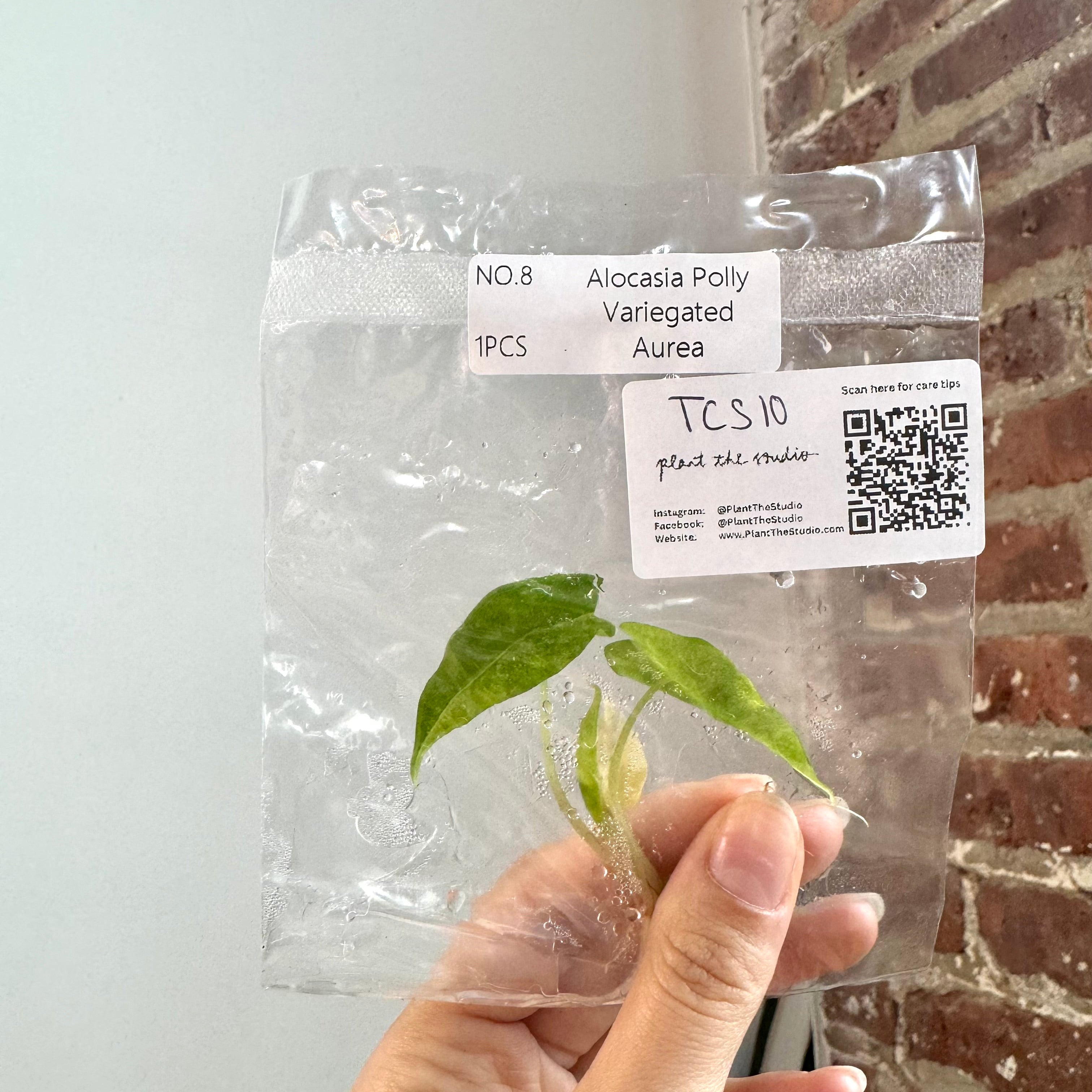 Alocasia Polly Aurea TCS 10