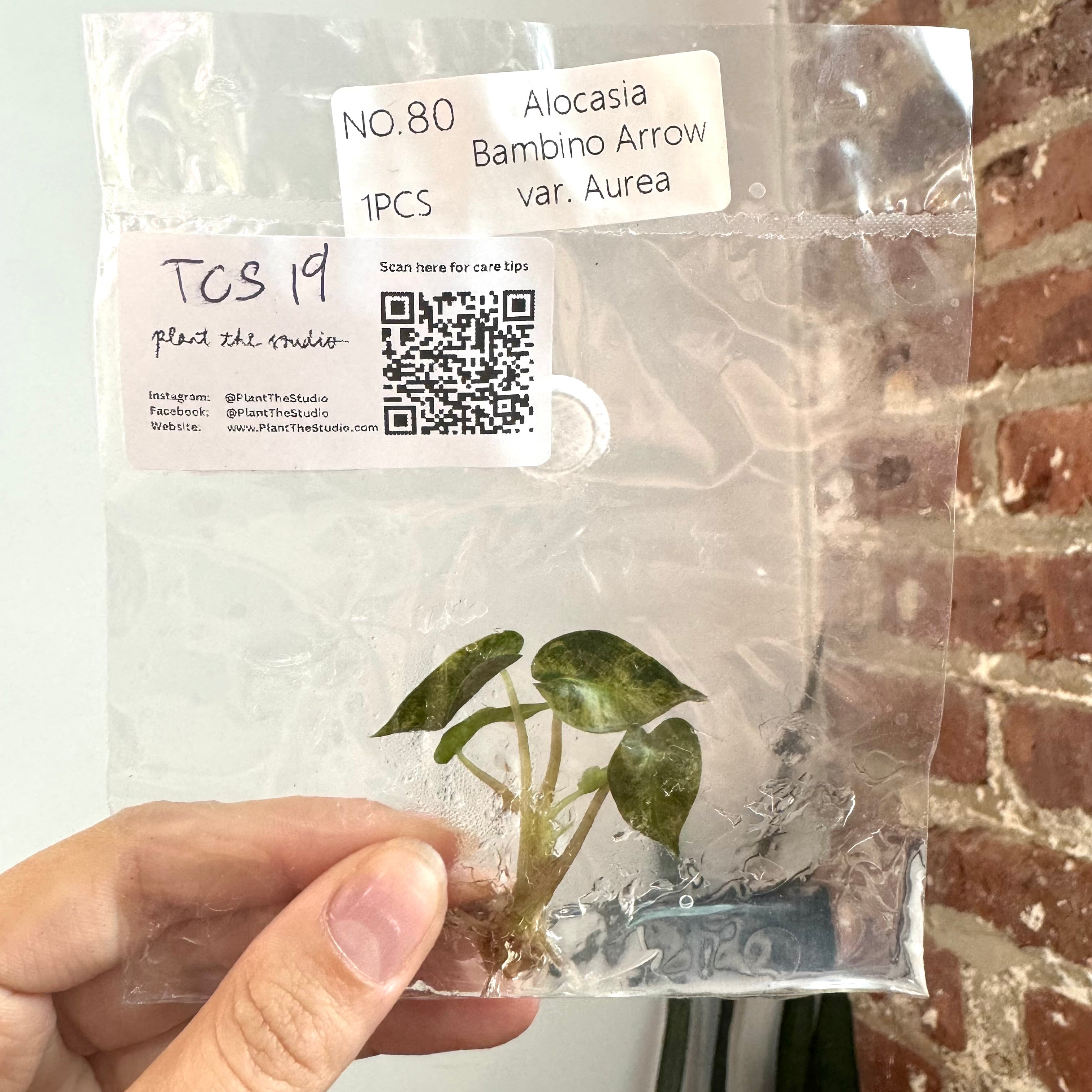 Alocasia Bambino Aurea TCS 19