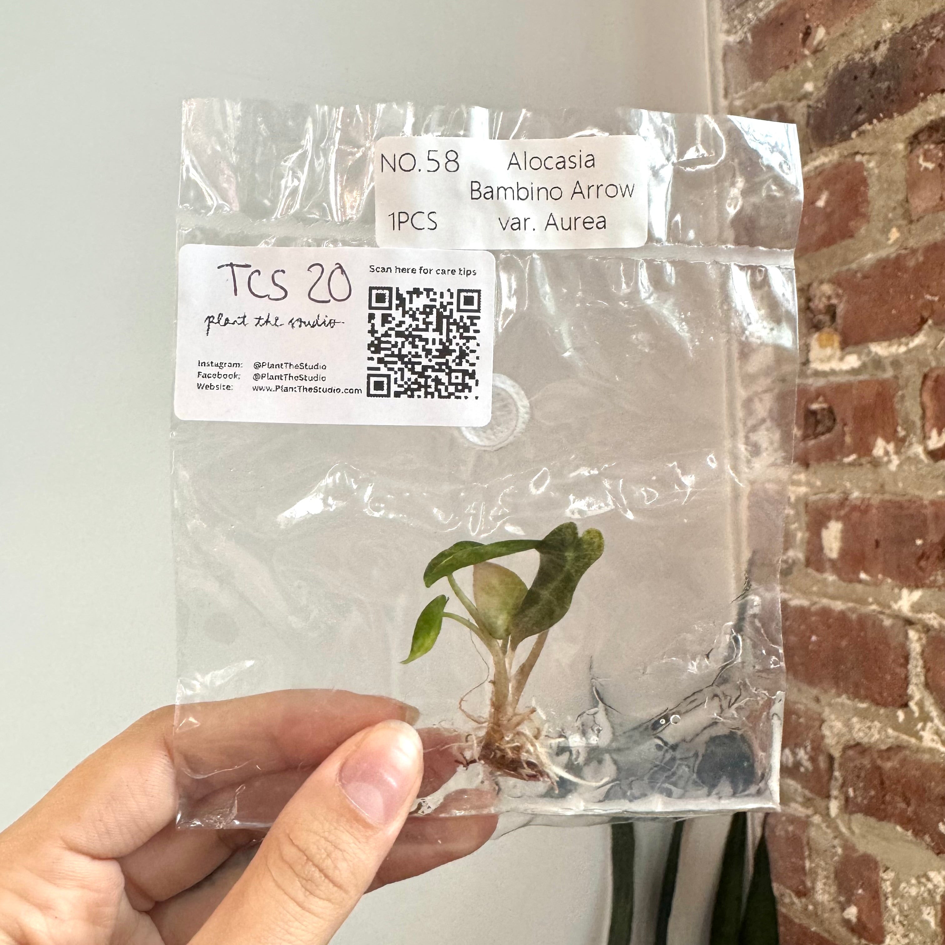 Alocasia Bambino Aurea TCS 20