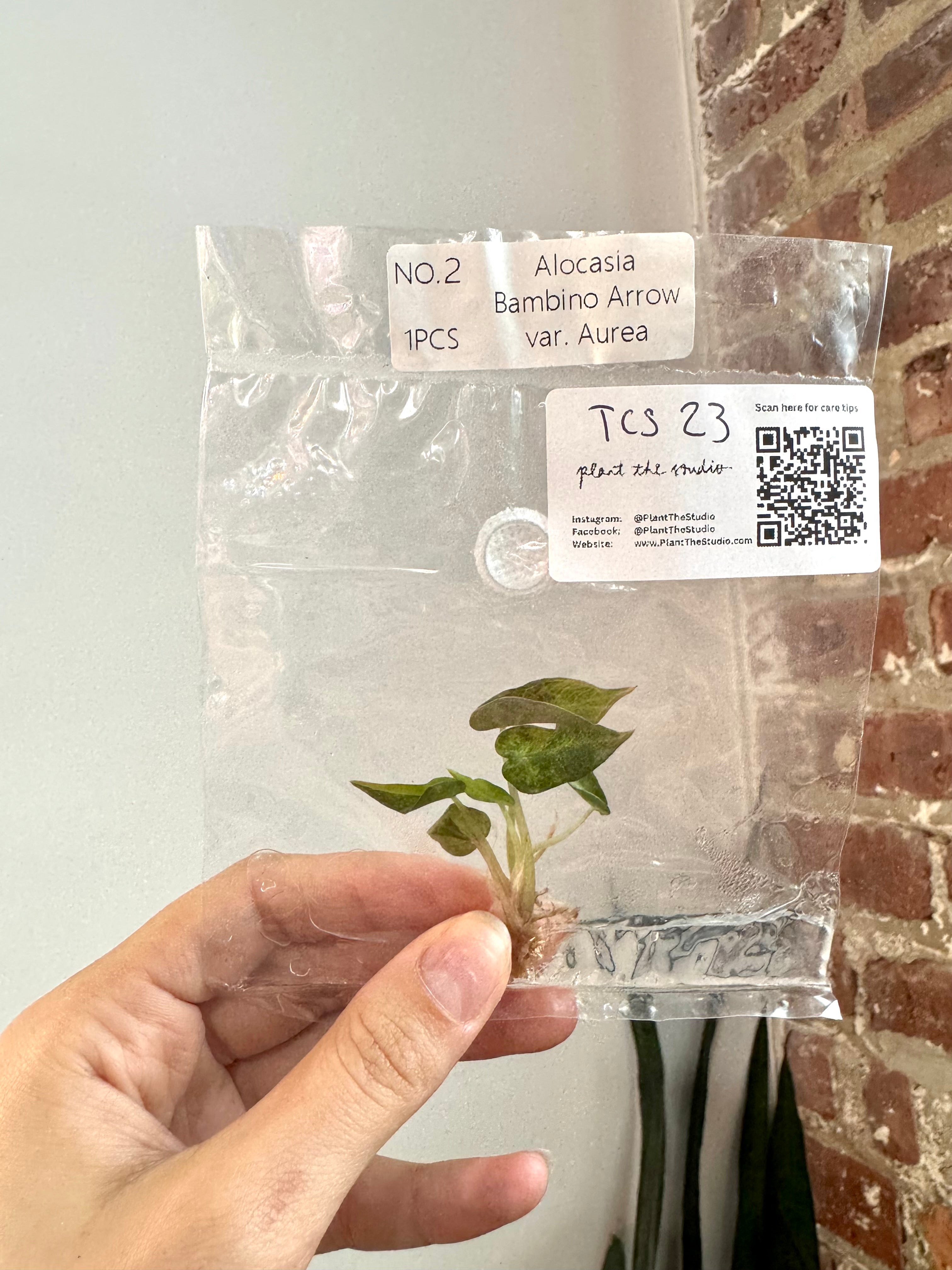 Alocasia Bambino Aurea TCS 23