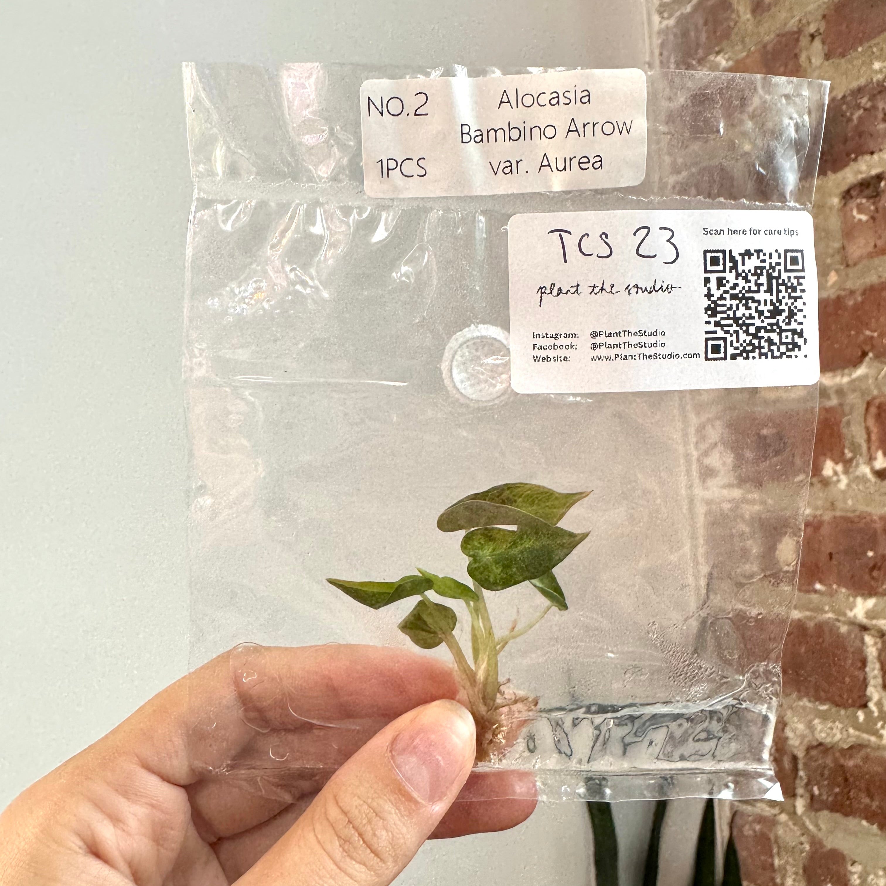 Alocasia Bambino Aurea TCS 23