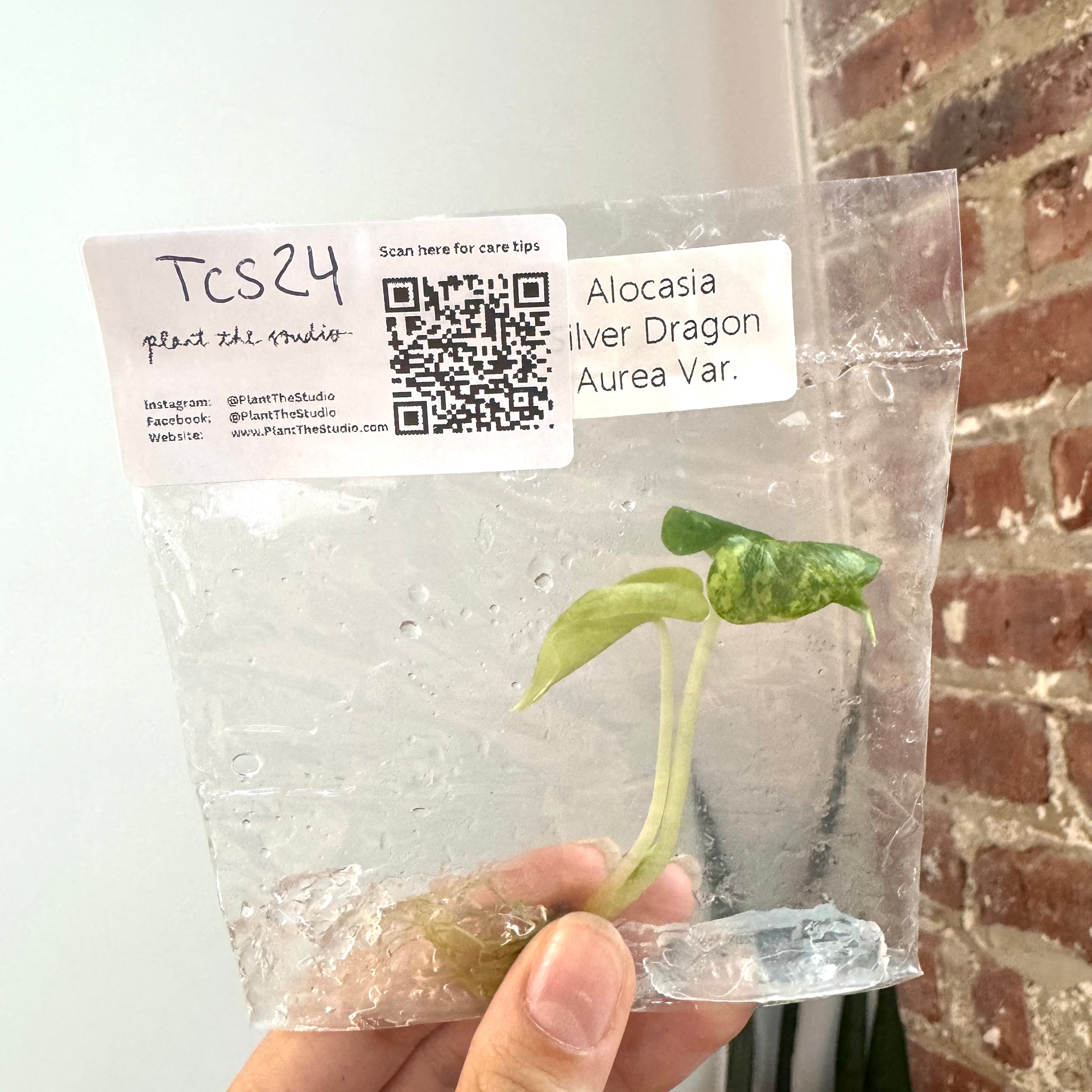 Alocasia Silver Dragon Aurea TCS 24