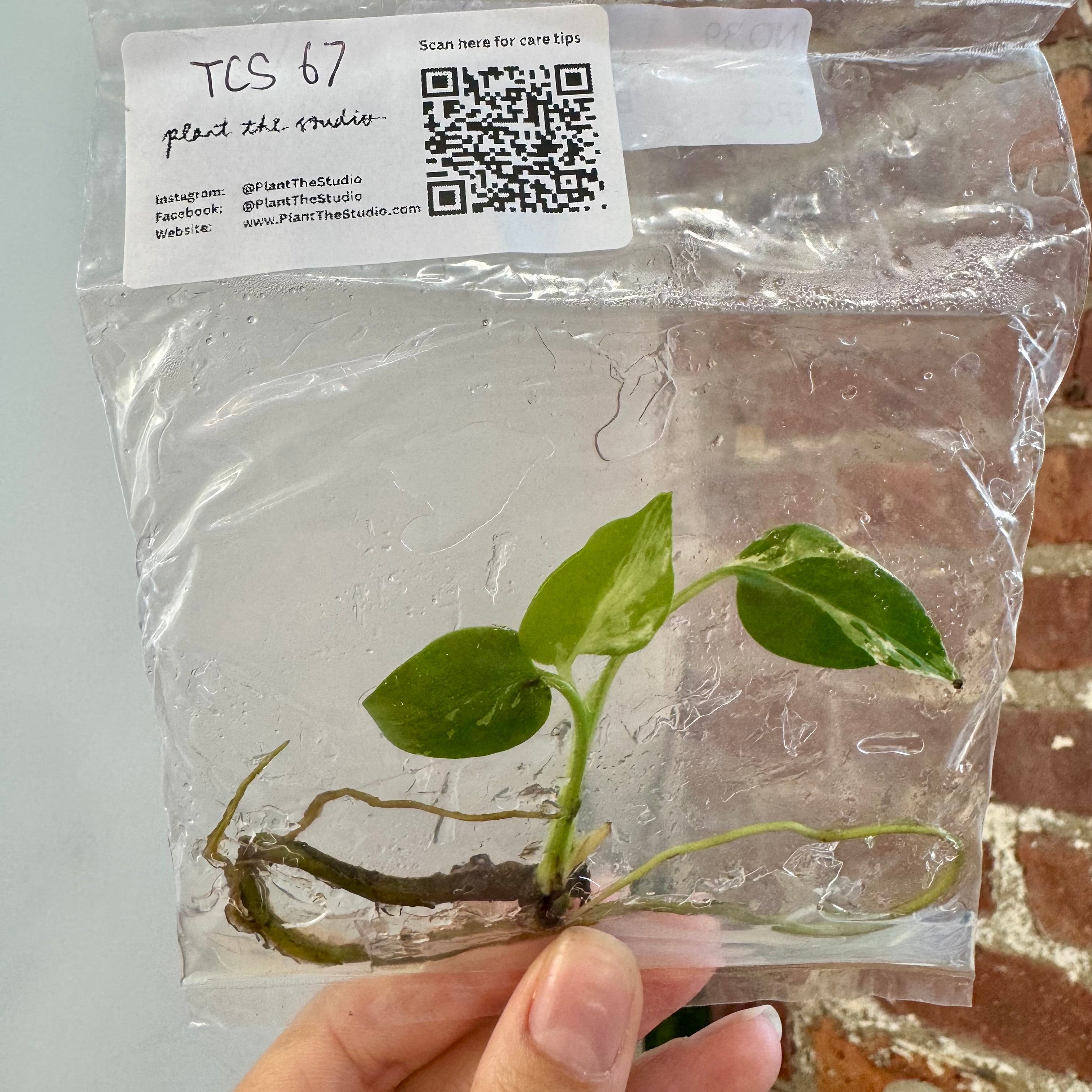 Monstera Bulbasaur TCS 67